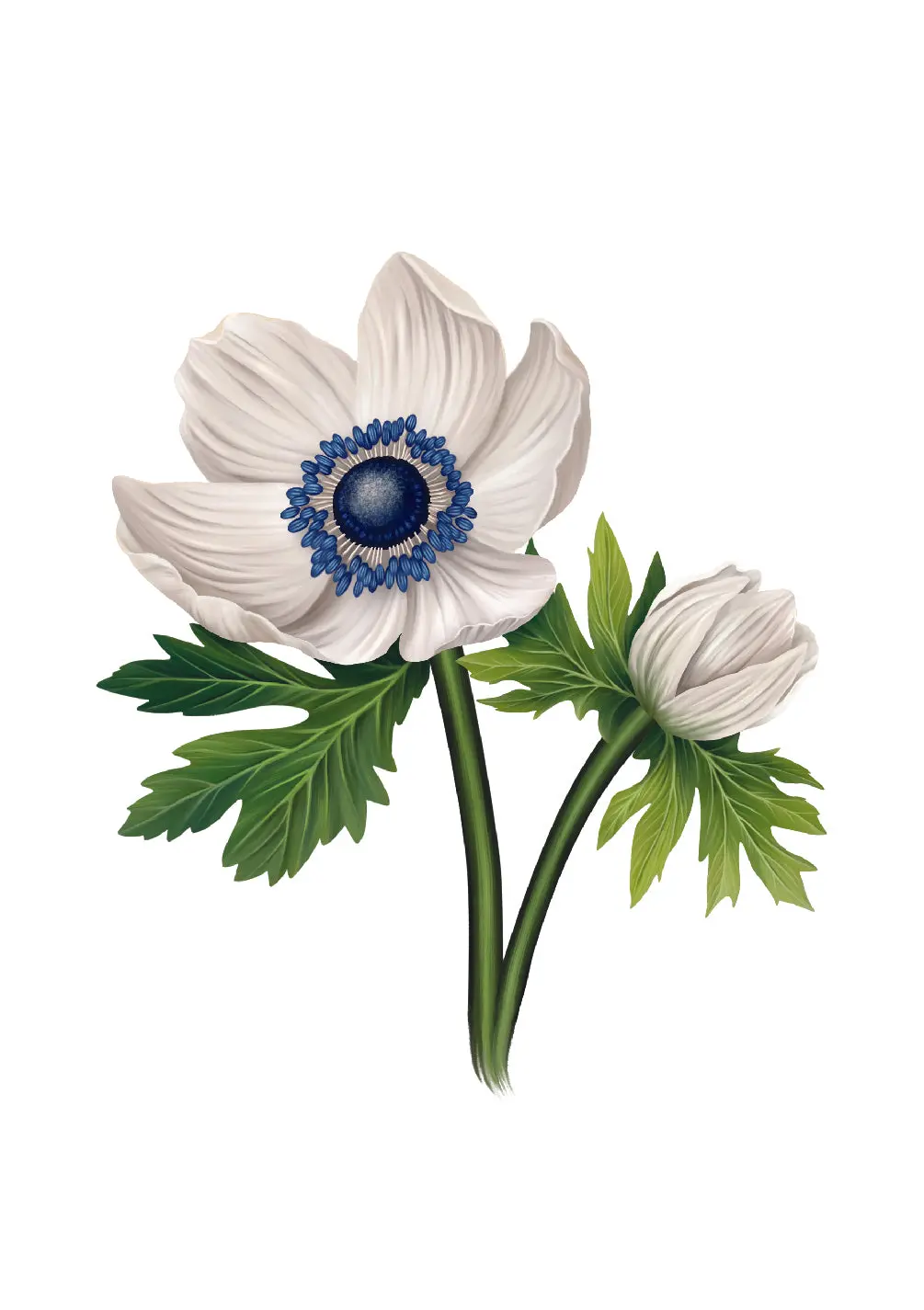 Blue Poinsettia Card