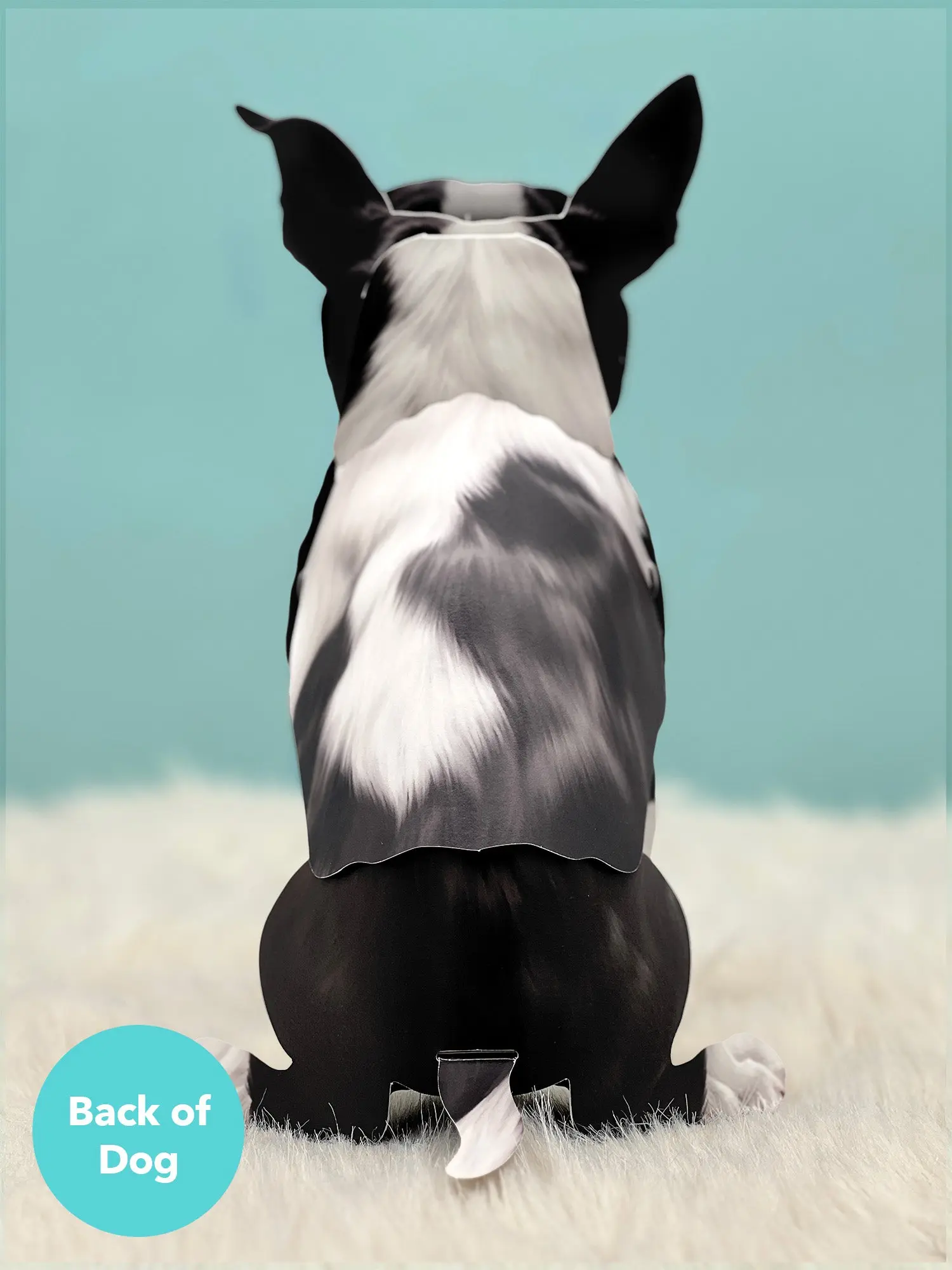 Boston Terrier - Image 3
