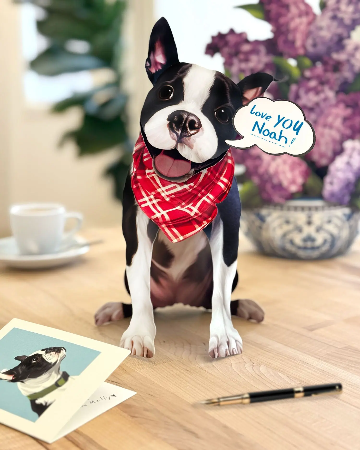 Boston Terrier - Image 4