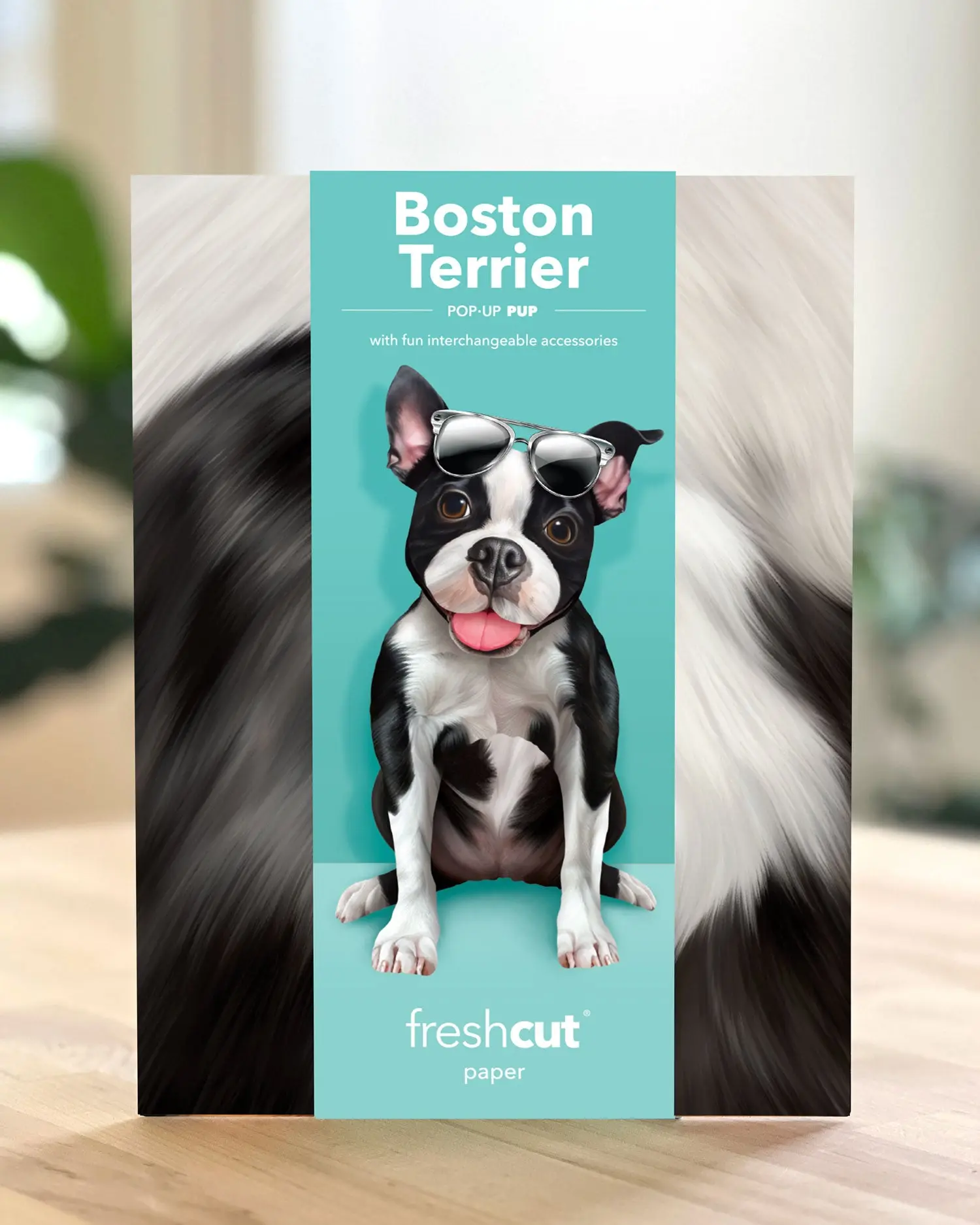 Boston Terrier - Image 5