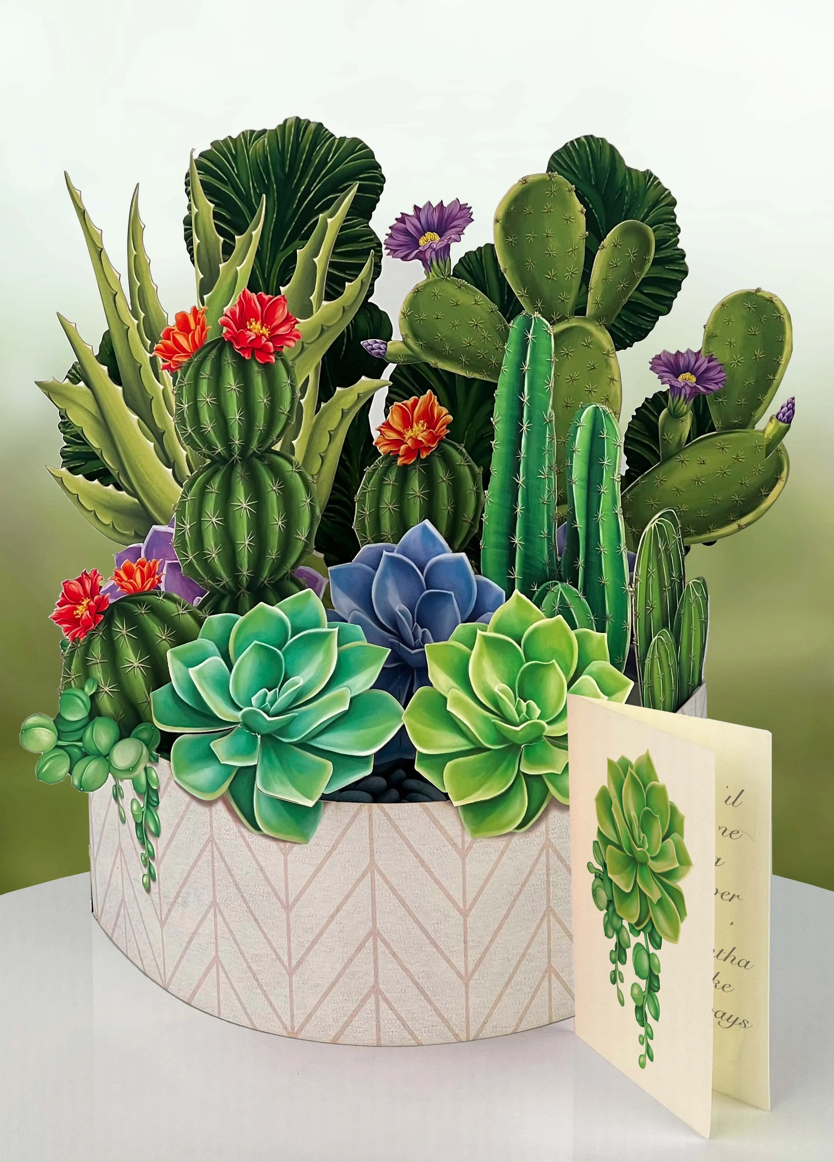 Cactus Garden - Image 6