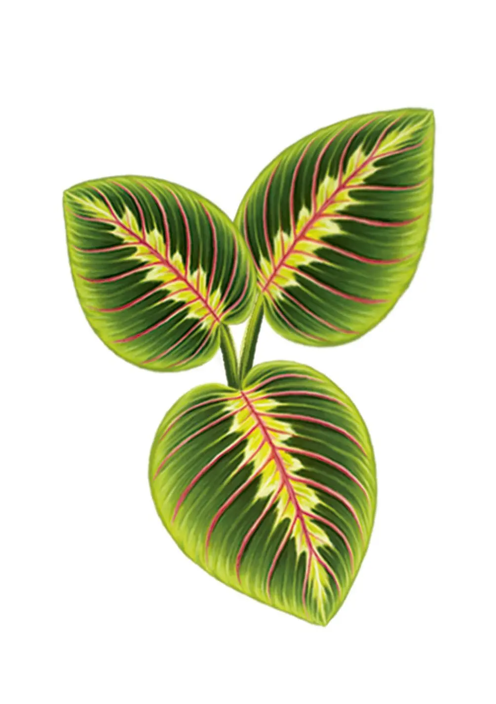 Prayer Plant Card