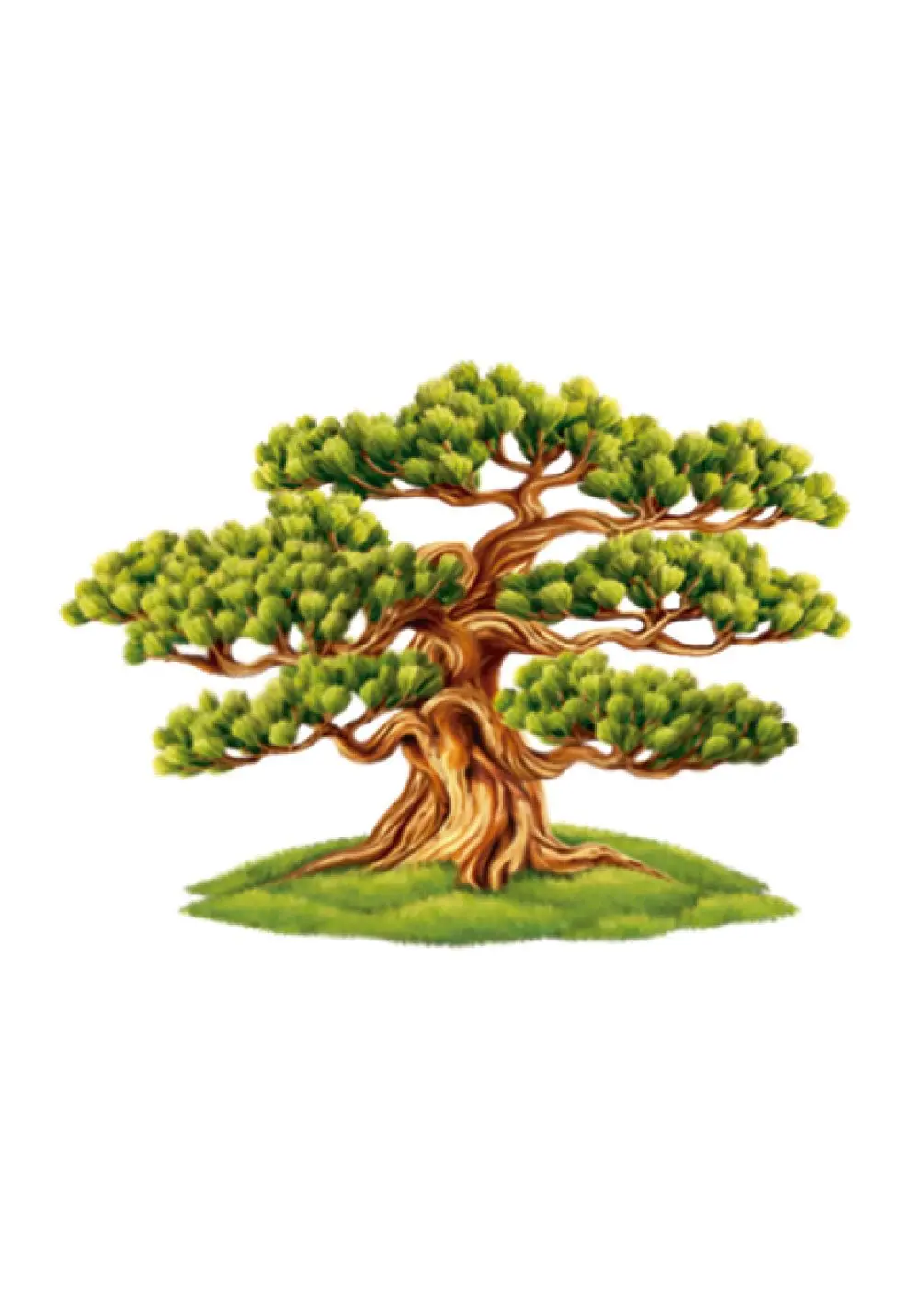 Wisdom Bonsai Card