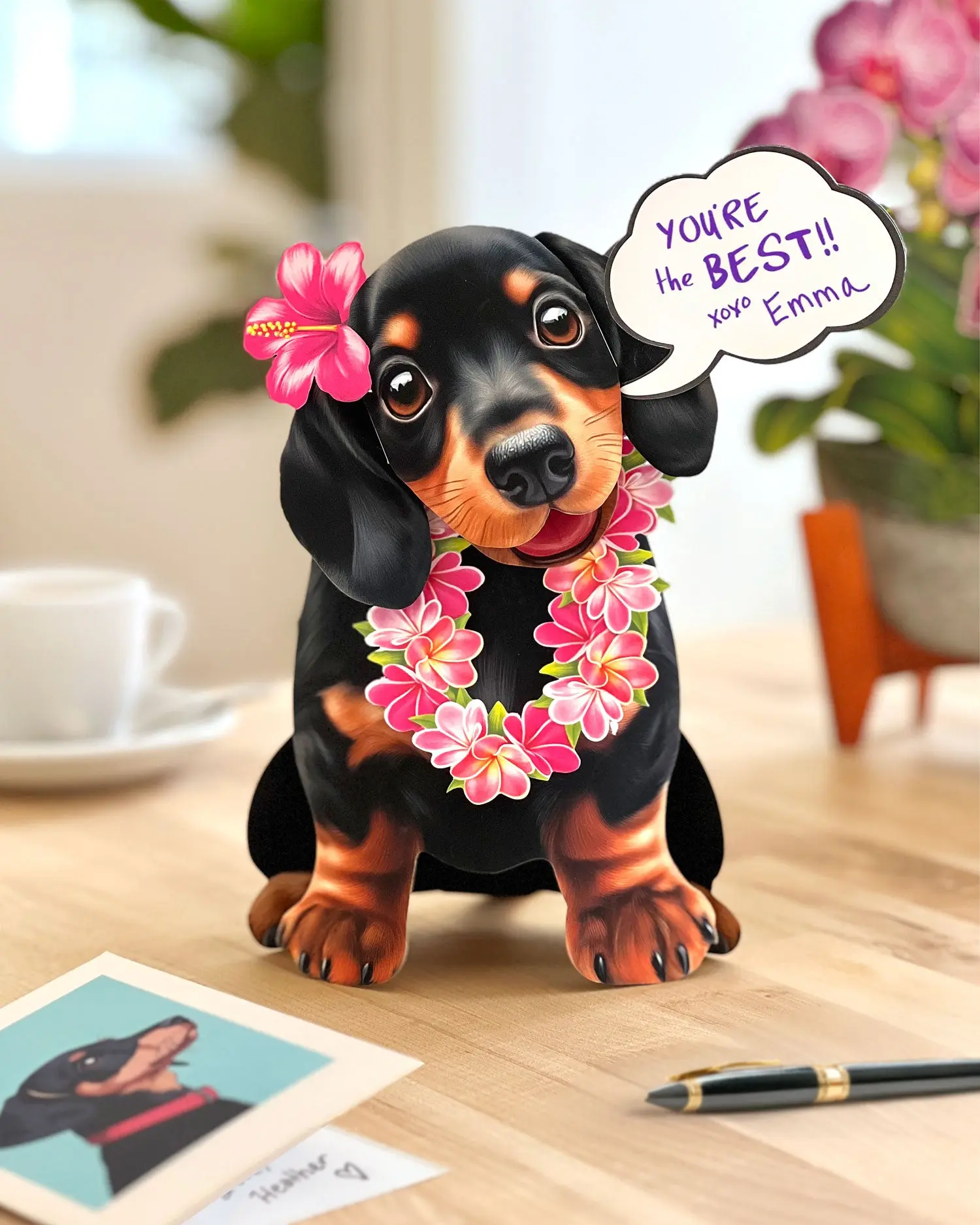 Dachshund
