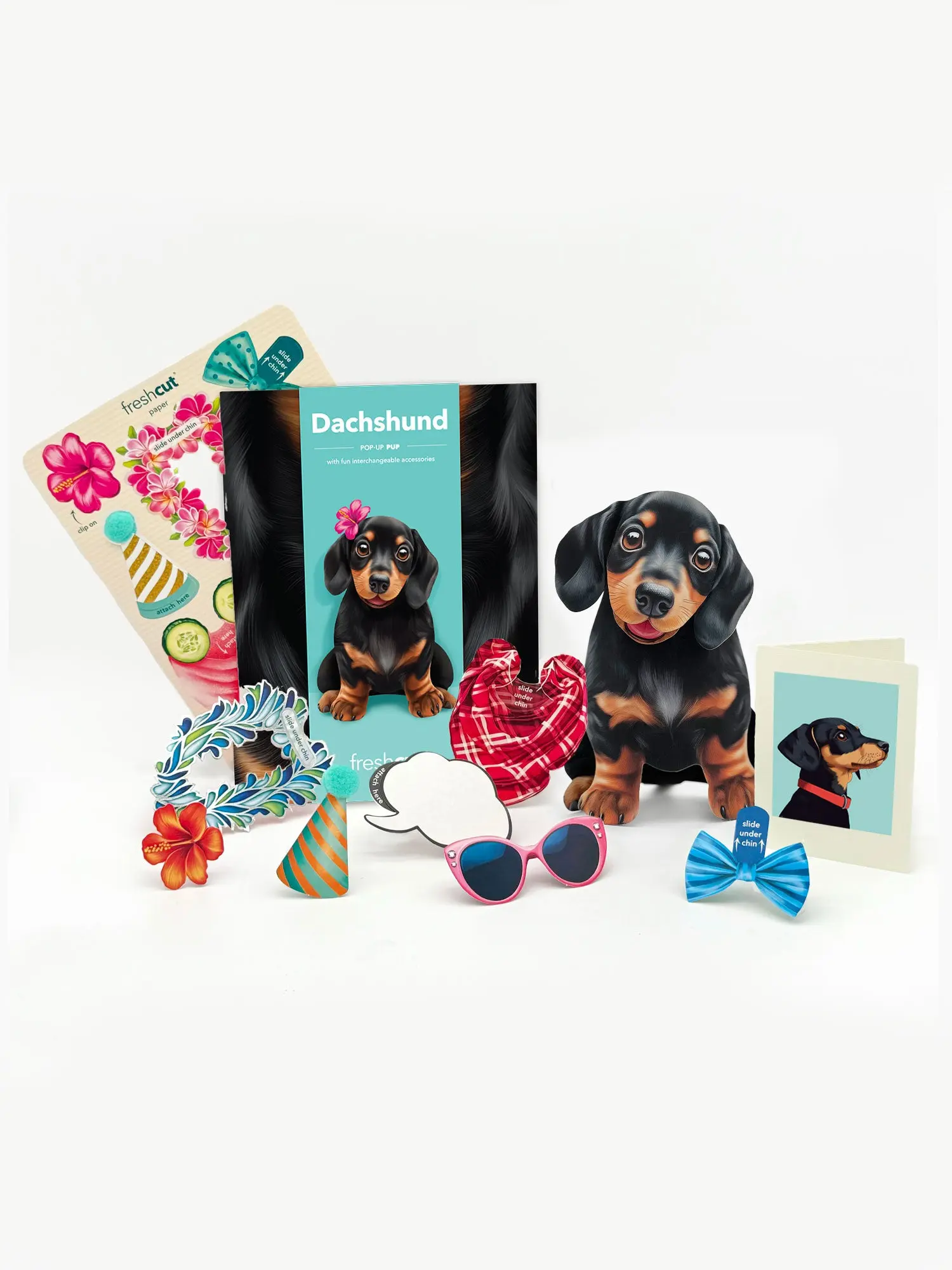 Dachshund - Image 2