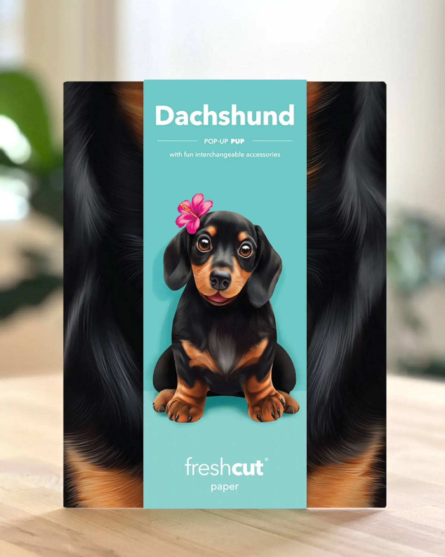 Dachshund - Image 4