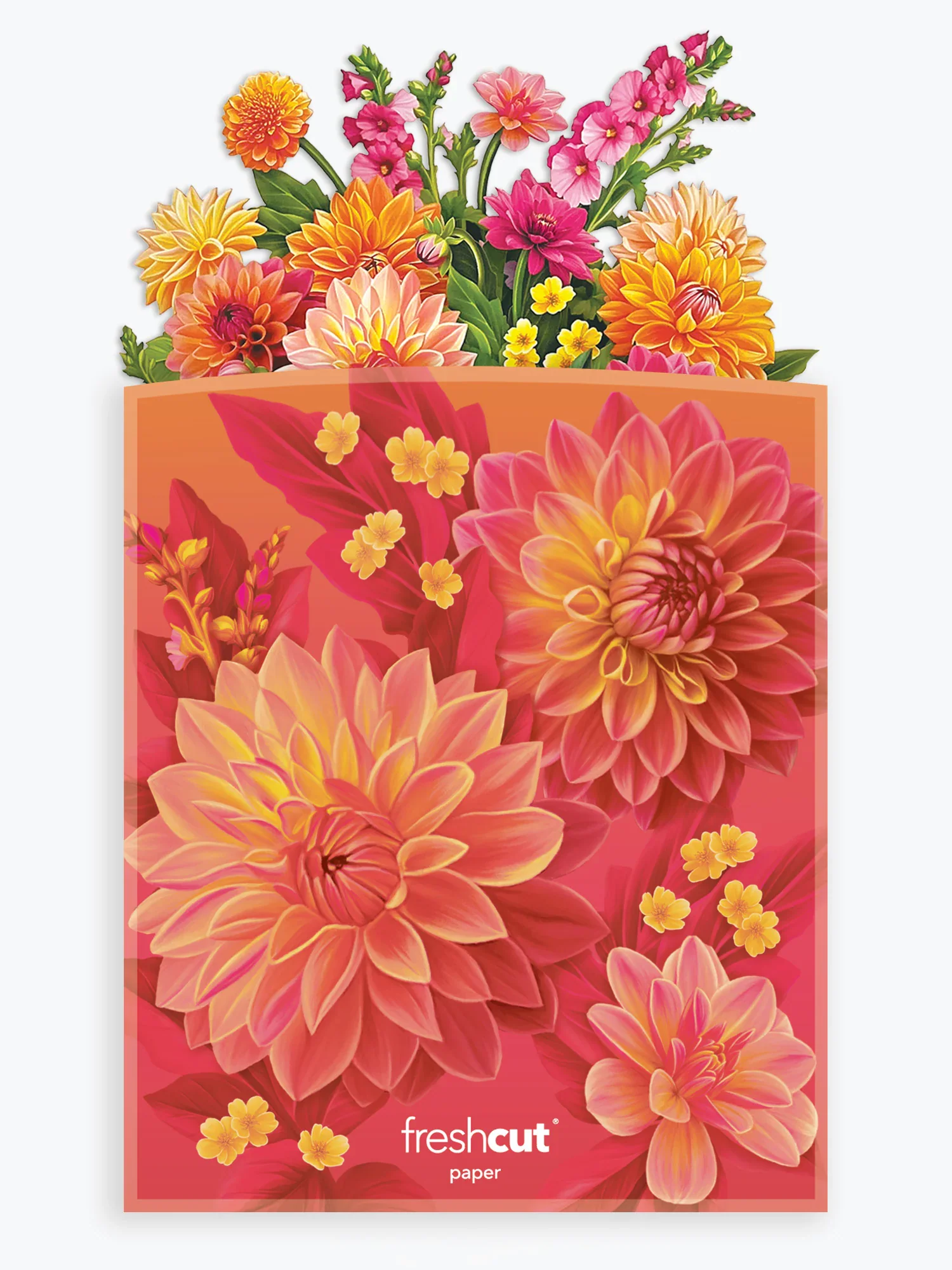 Dahlia Sunrise - Image 6