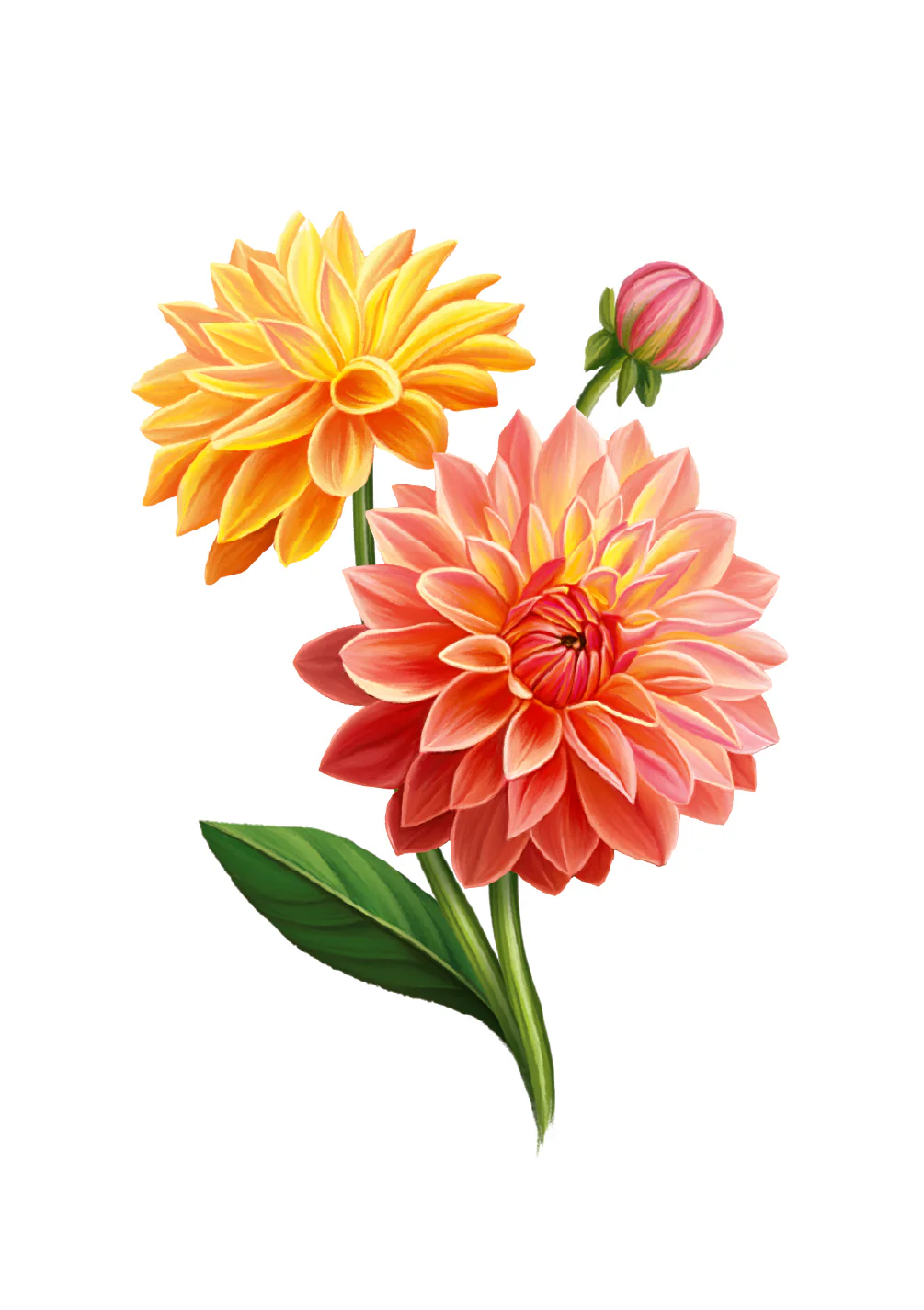 Dahlia Sunrise Card