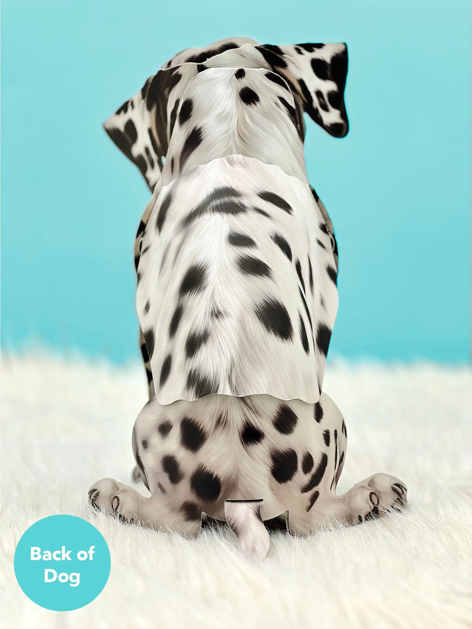 Dalmatian - Image 3