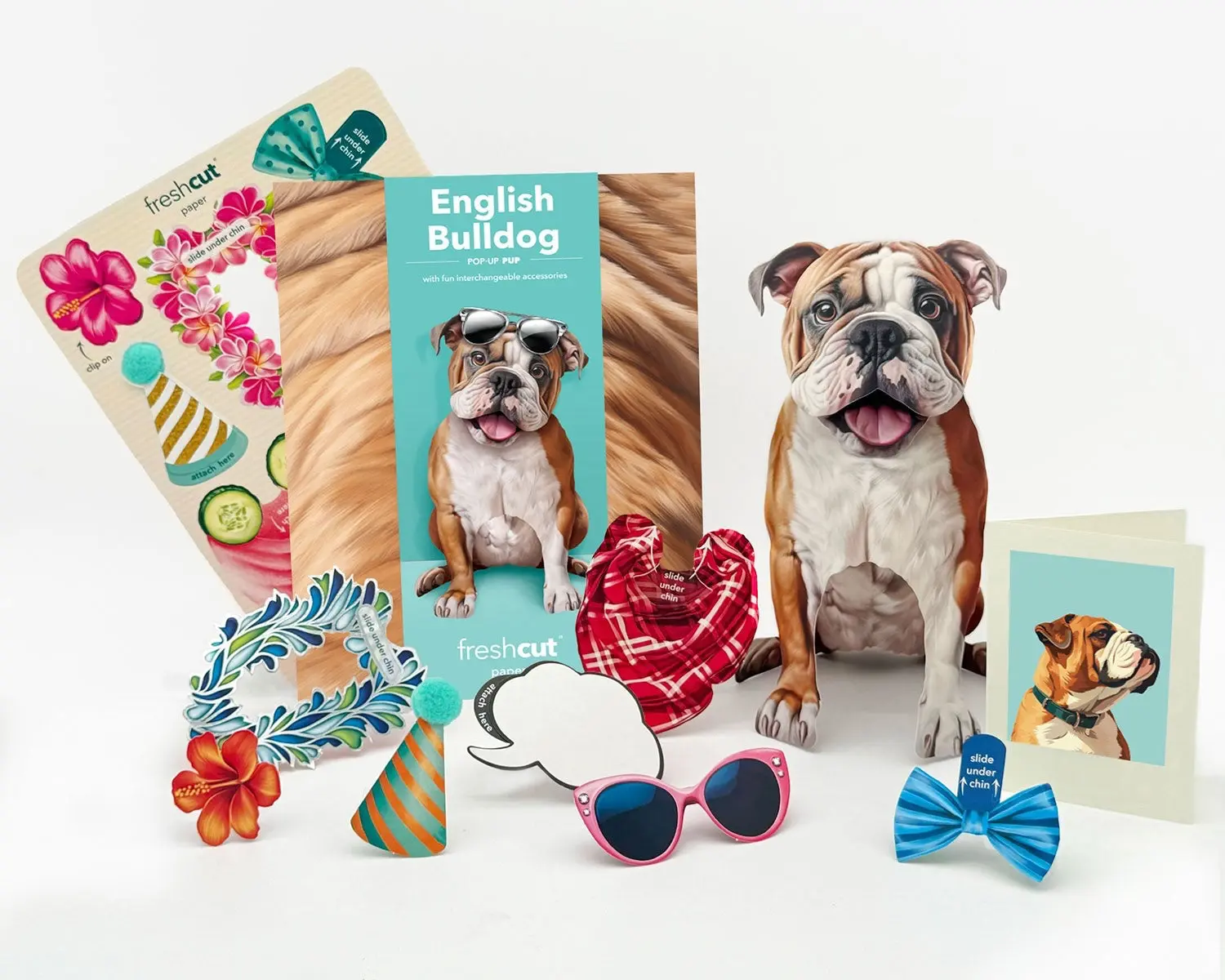 English Bulldog - Image 2
