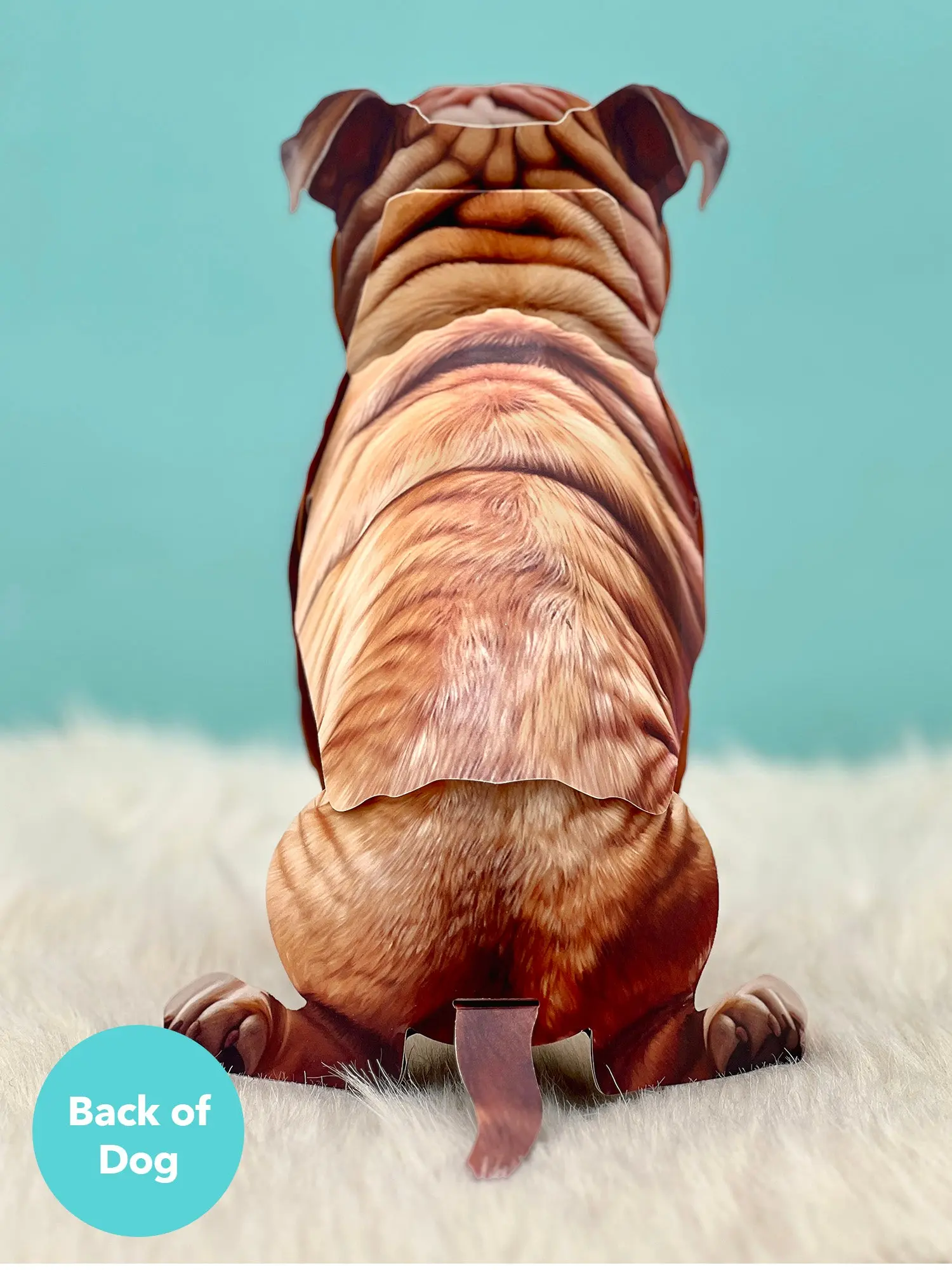 English Bulldog - Image 3