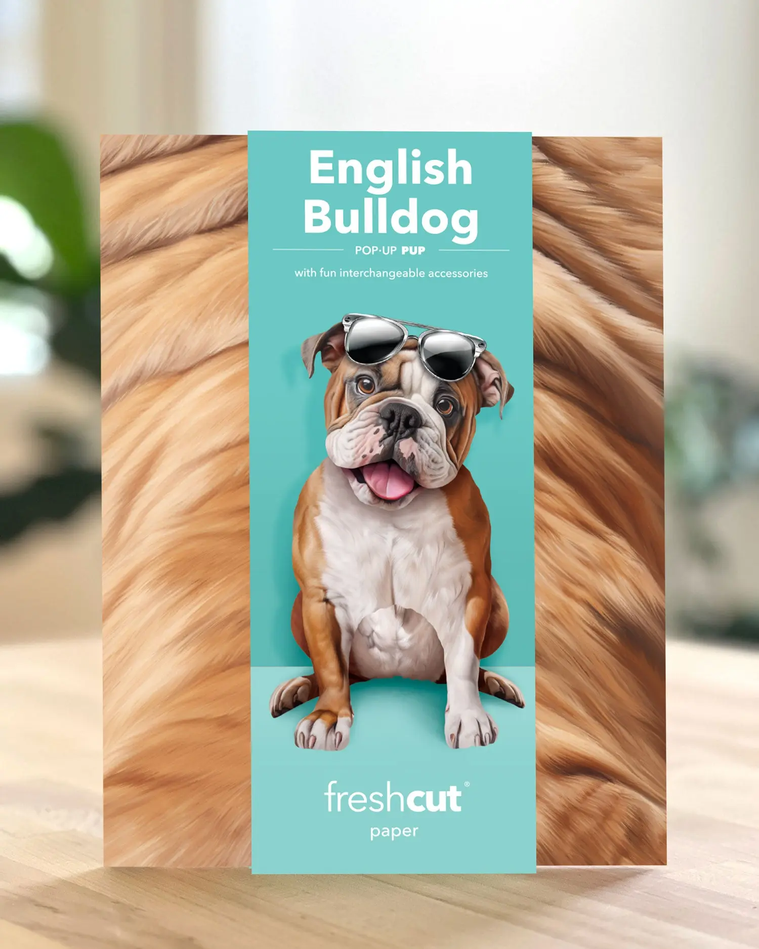 English Bulldog - Image 5