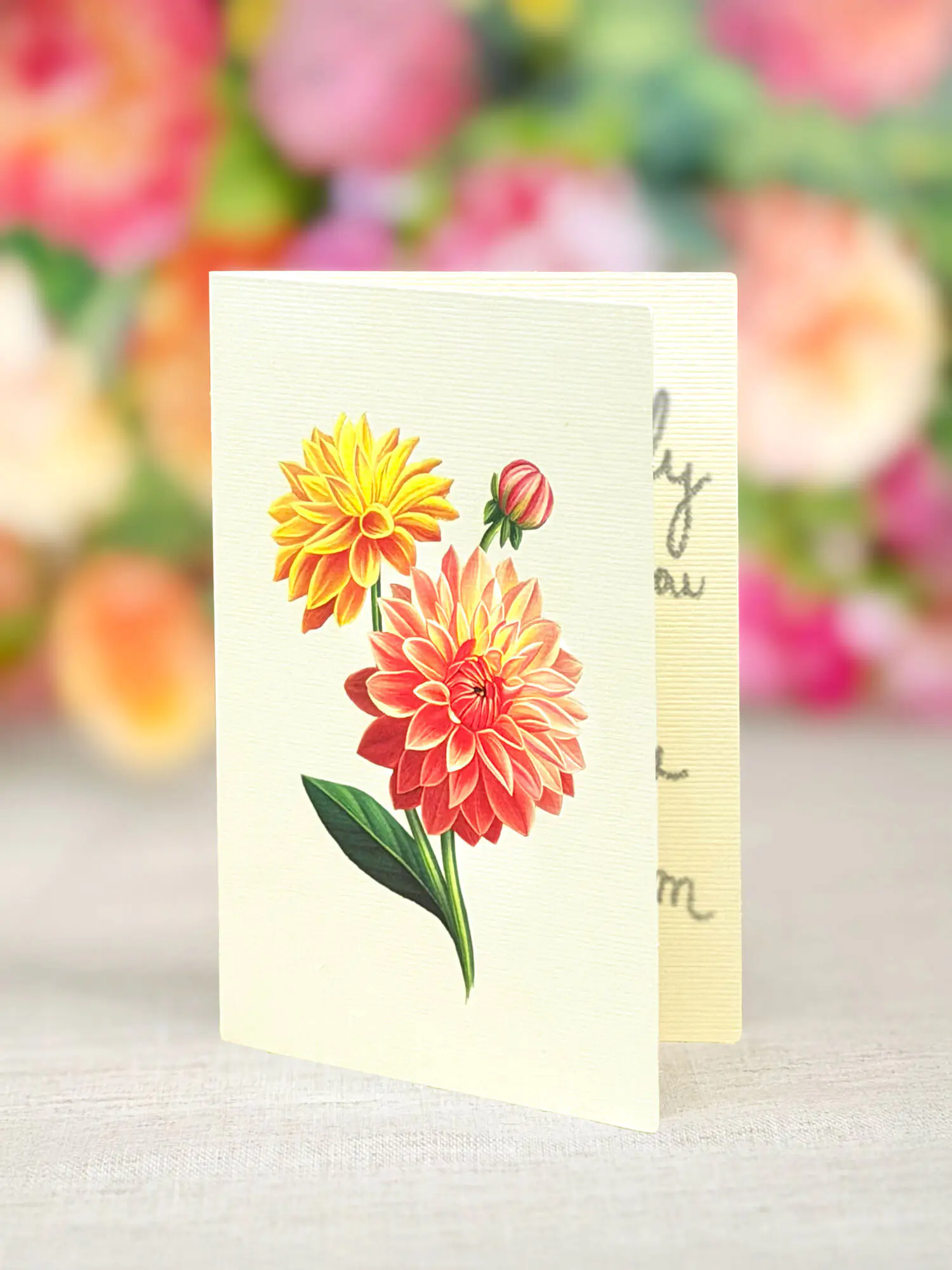 Grande Dahlia Sunrise - Image 4