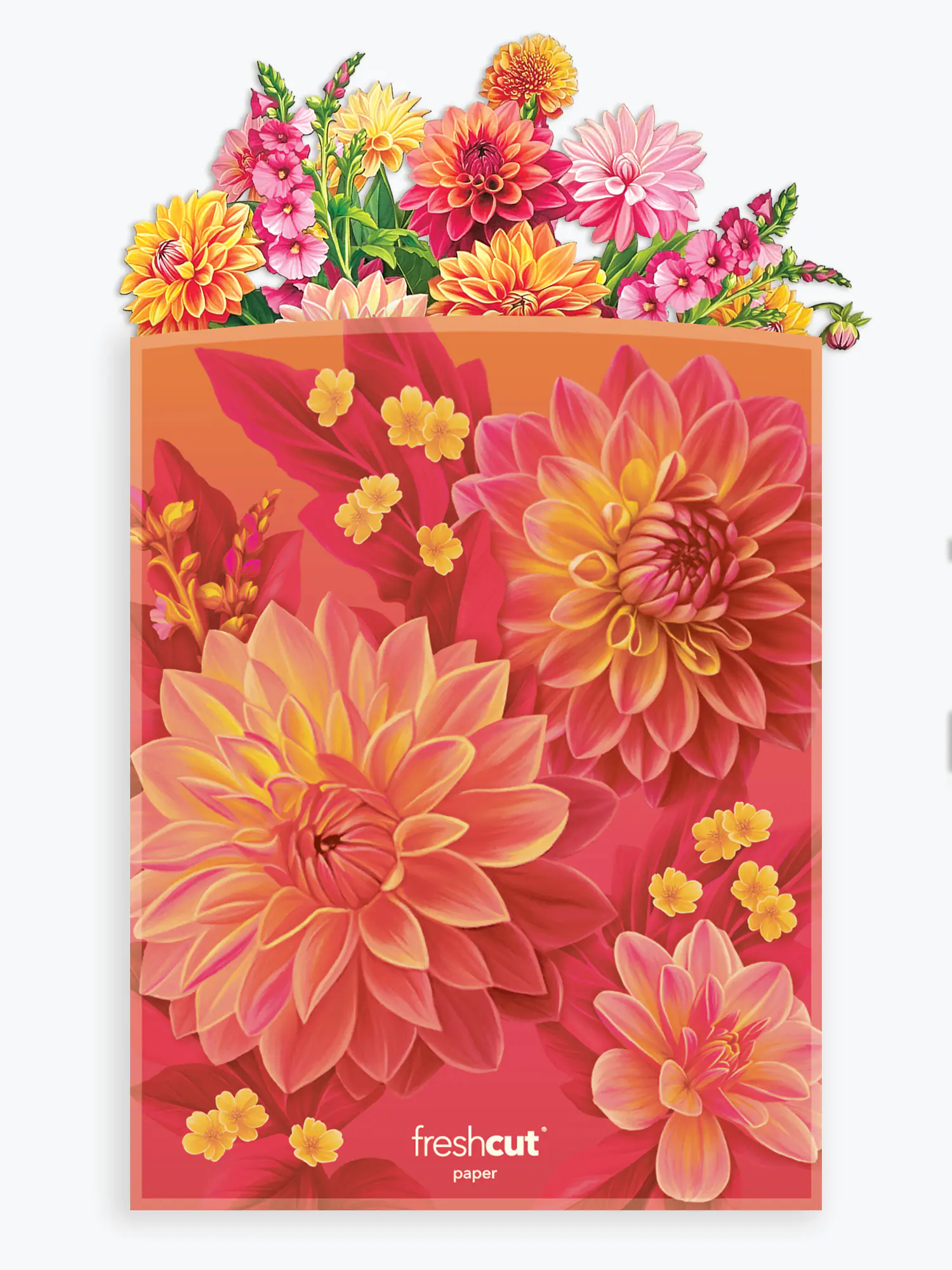Grande Dahlia Sunrise - Image 6