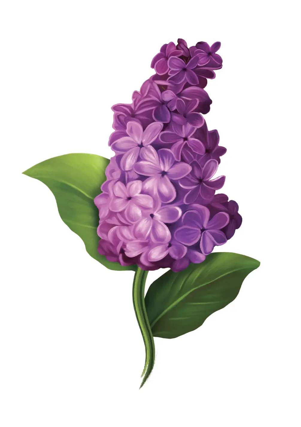 Grande Garden Lilacs Card