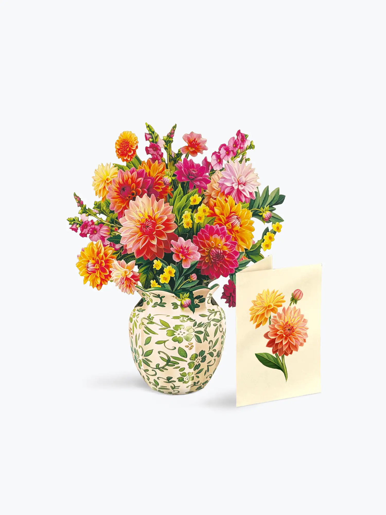Mini Dahlia Sunrise - Image 4