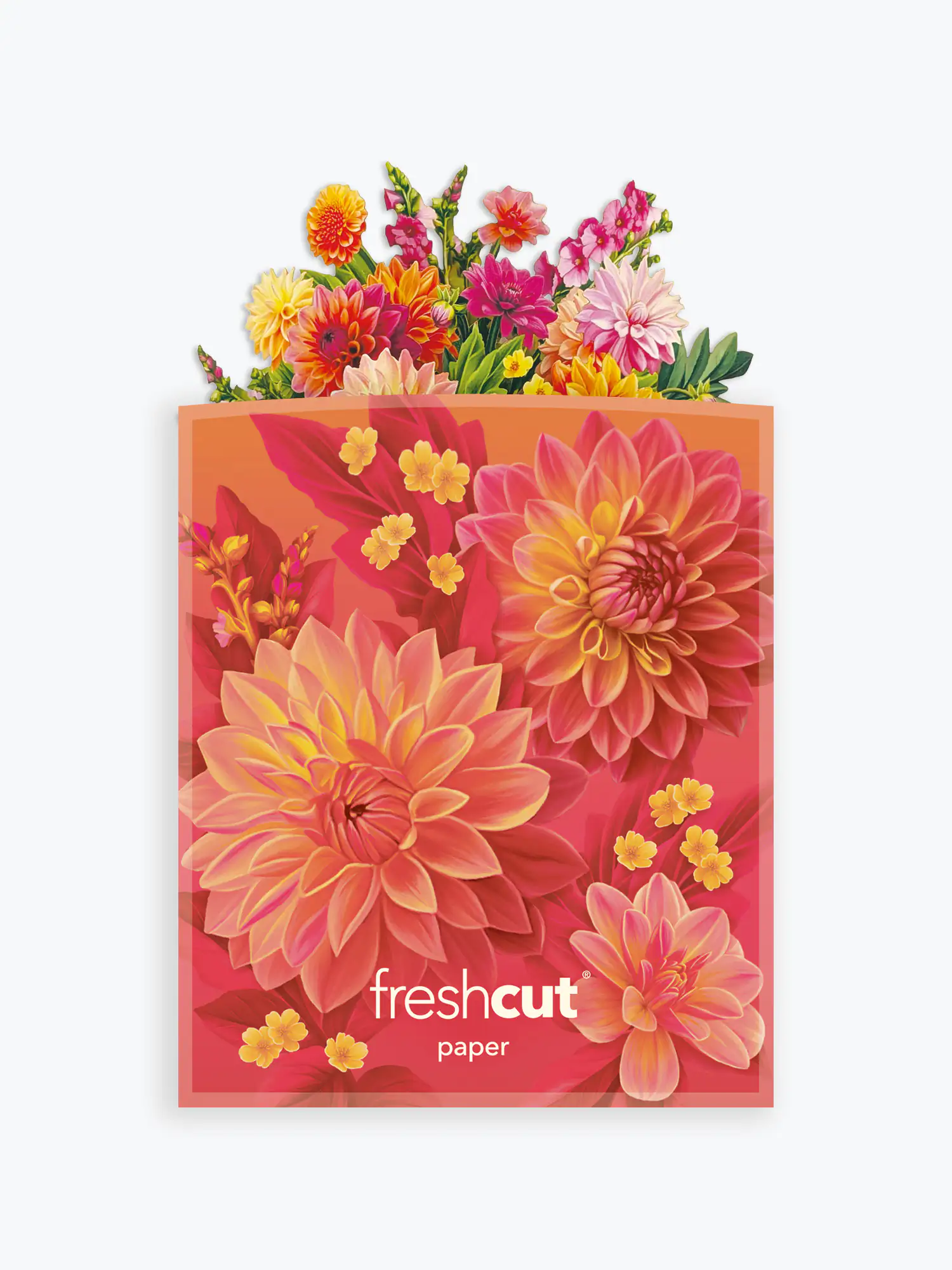 Mini Dahlia Sunrise - Image 5