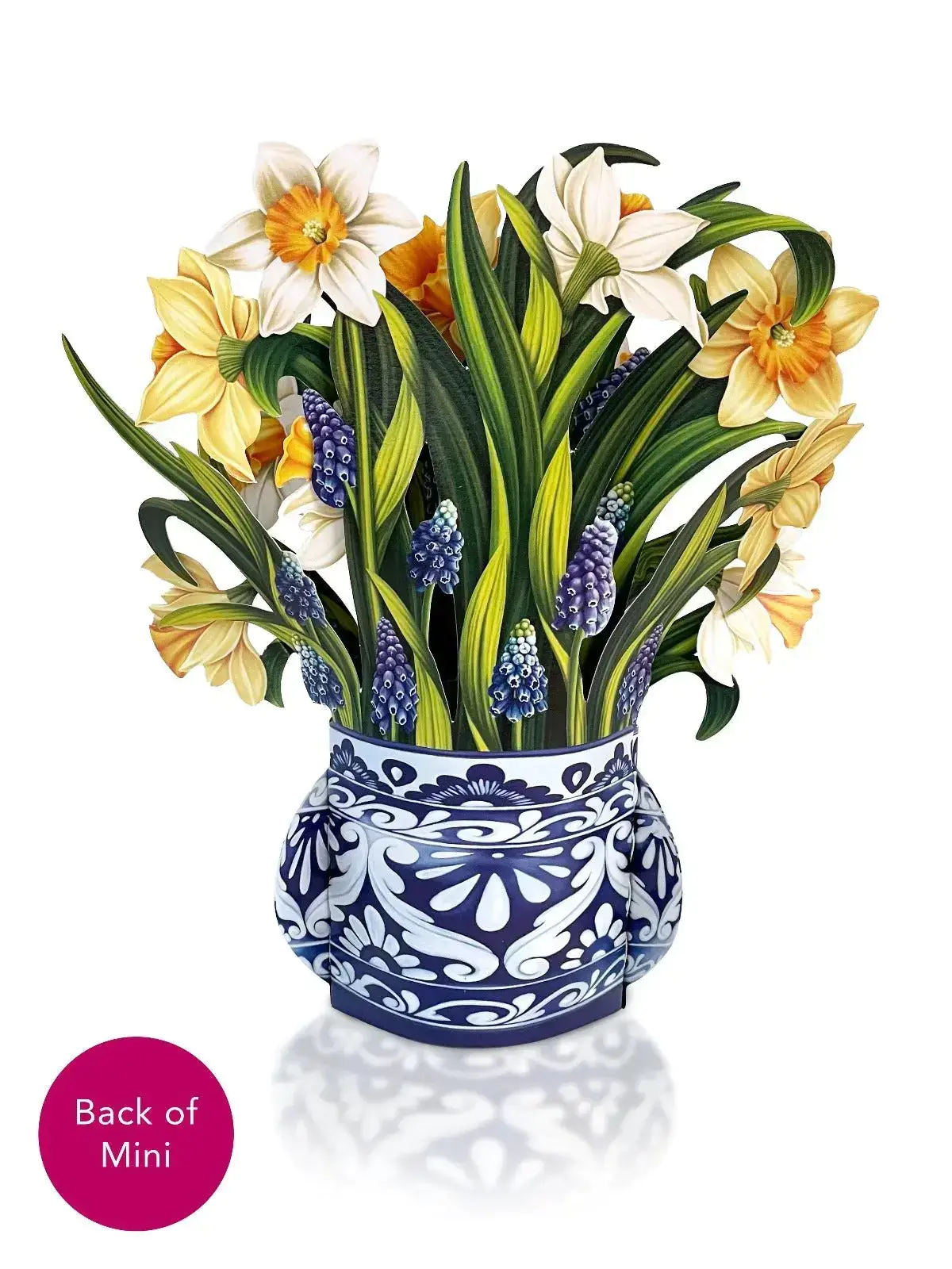 Mini English Daffodil - Image 4
