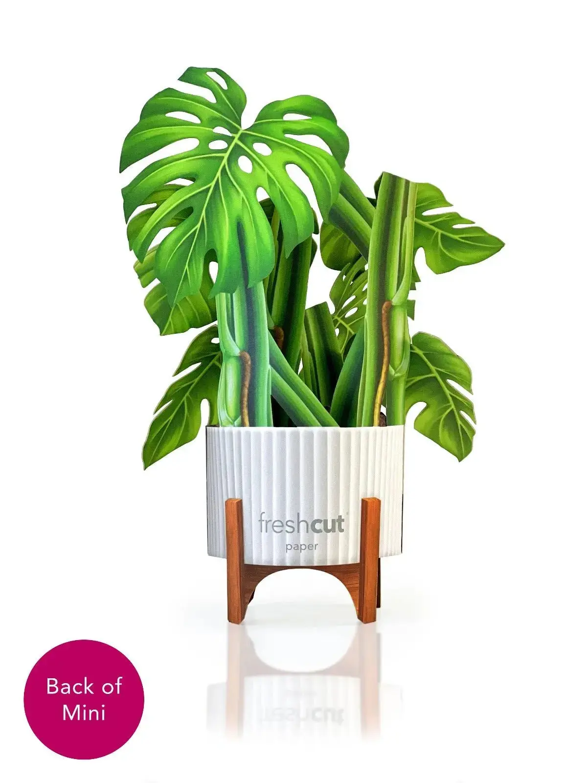 Mini Monstera - Image 2