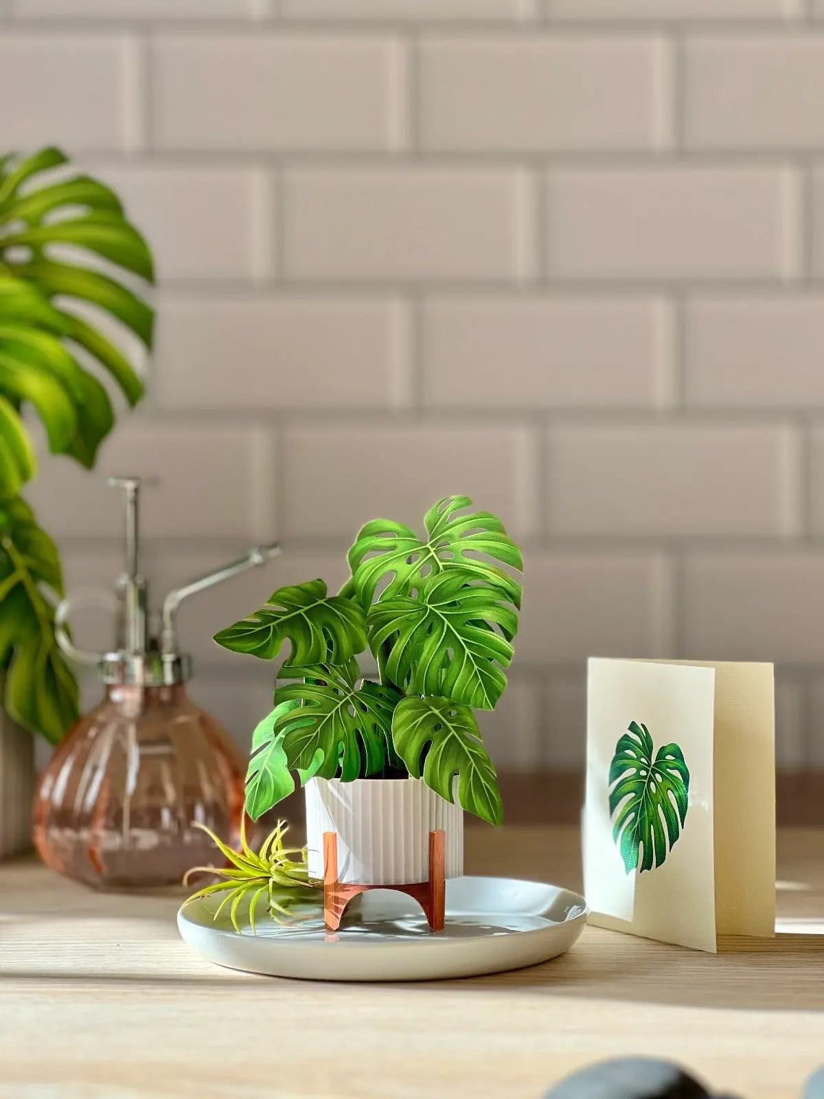 Mini Monstera - Image 3