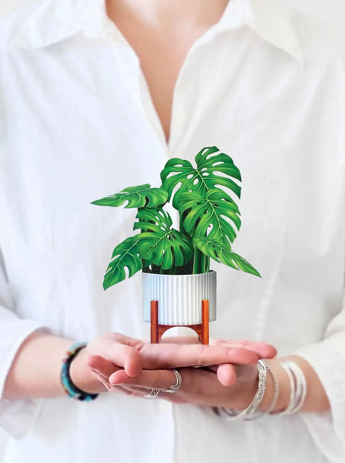 Mini Monstera - Image 4