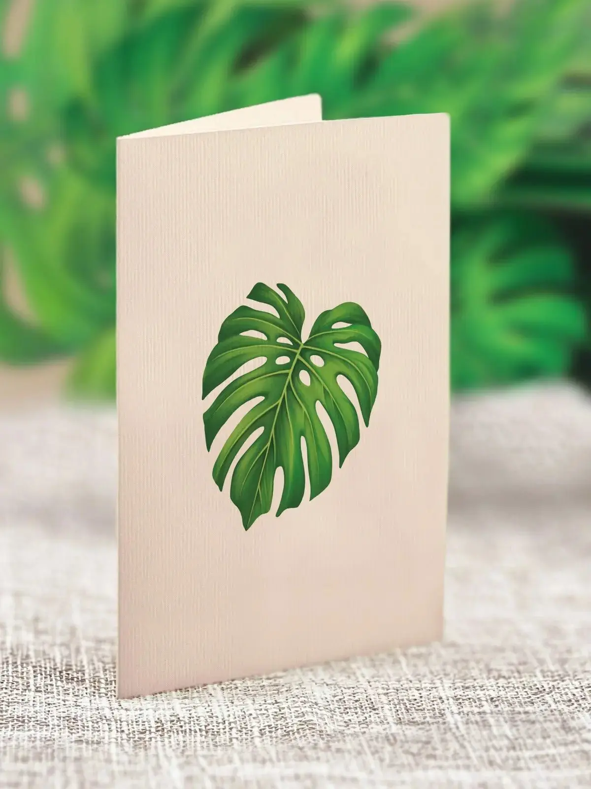 Mini Monstera - Image 7