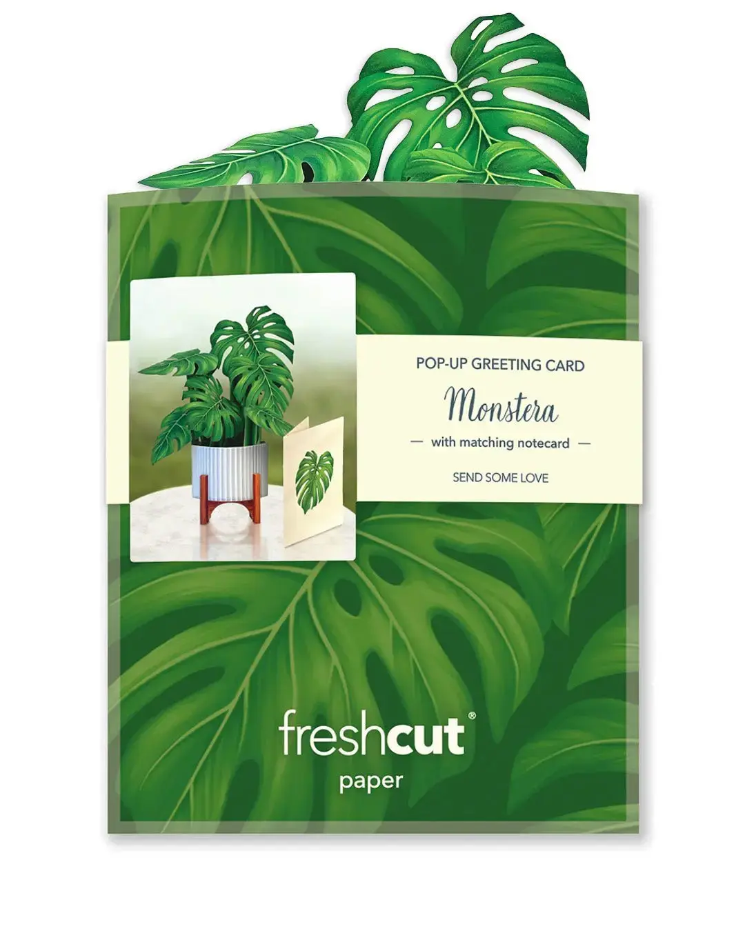Mini Monstera - Image 8