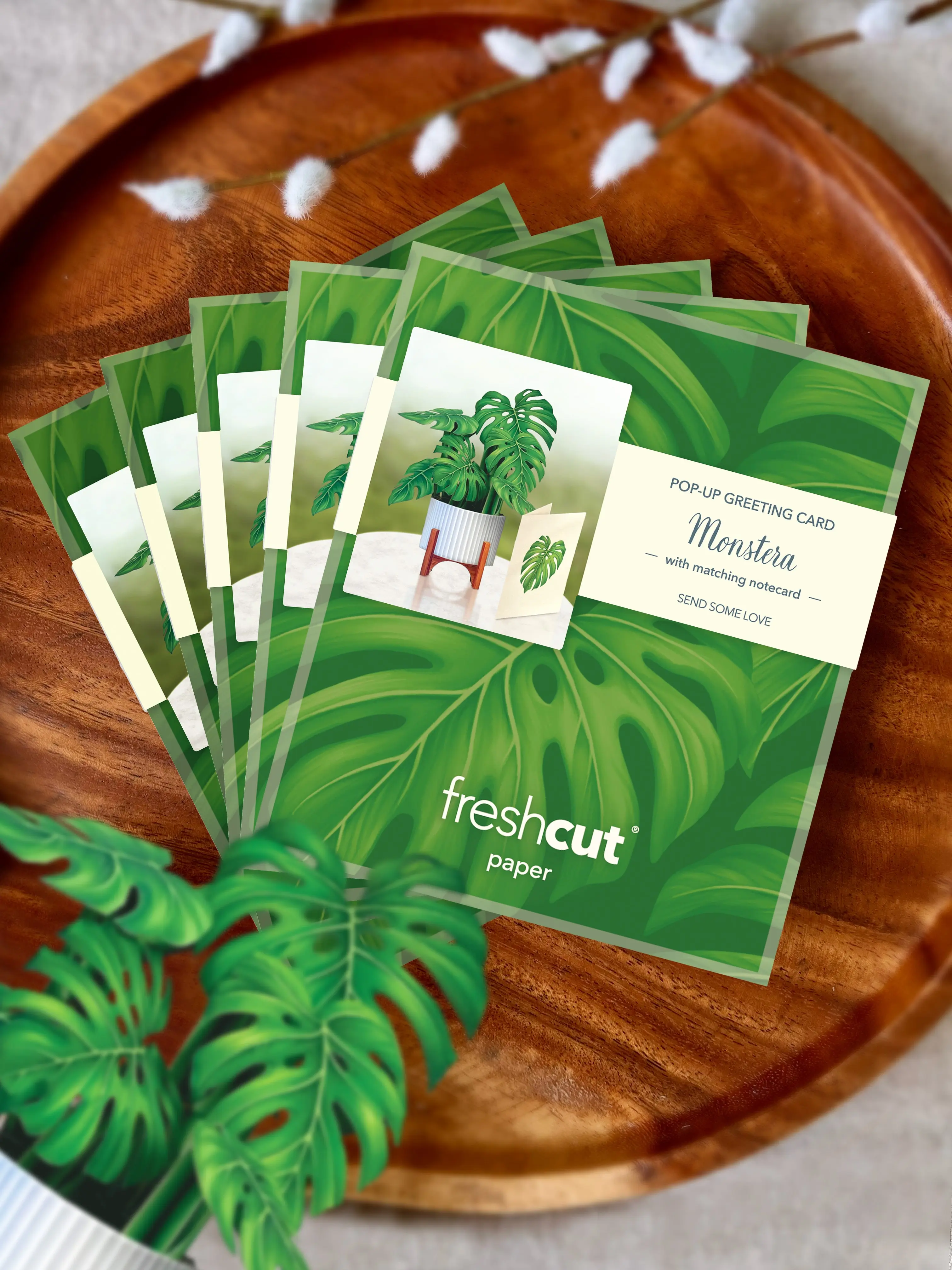 Mini Monstera - Image 9