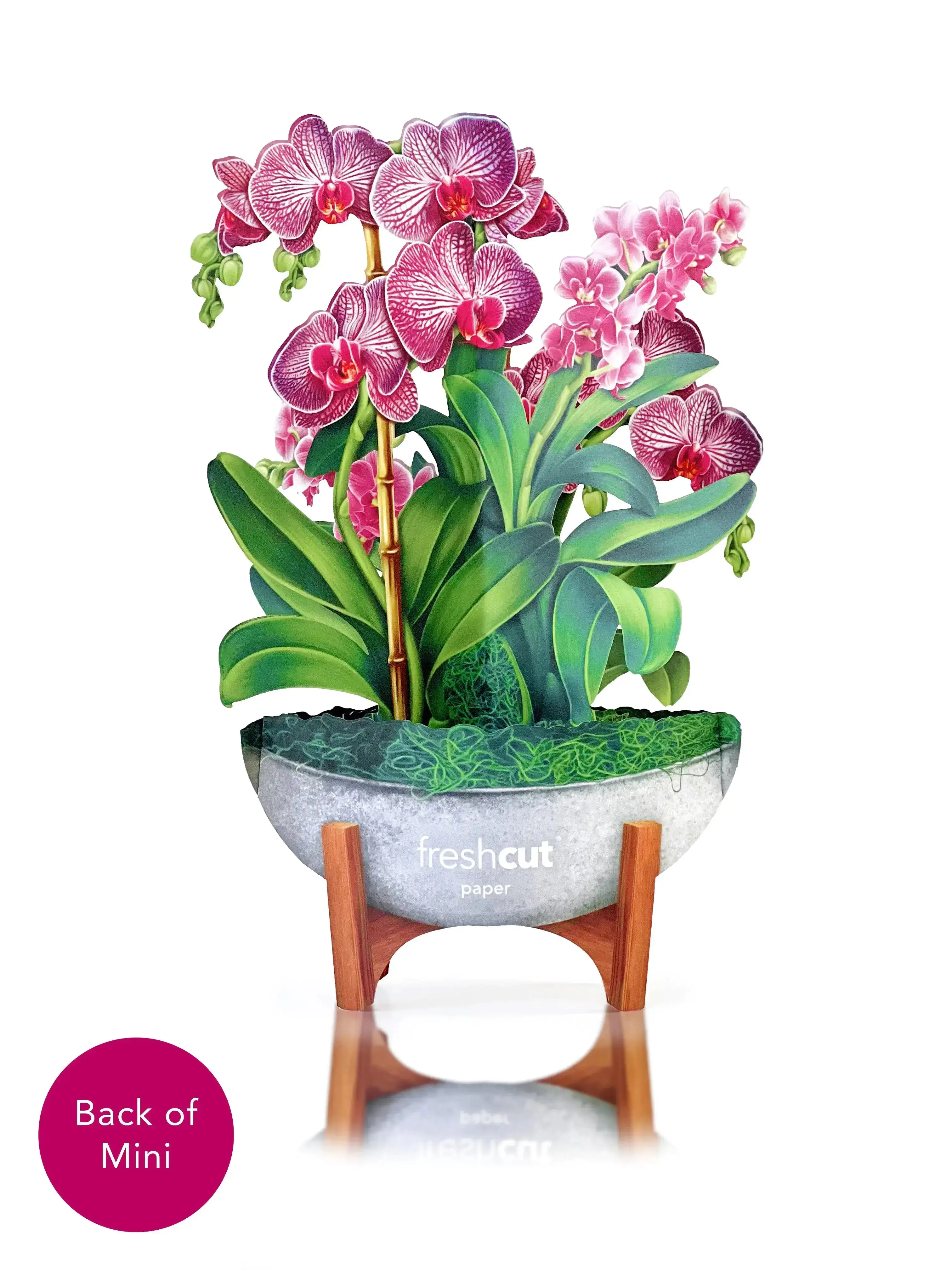 Mini Orchid Oasis - Image 5