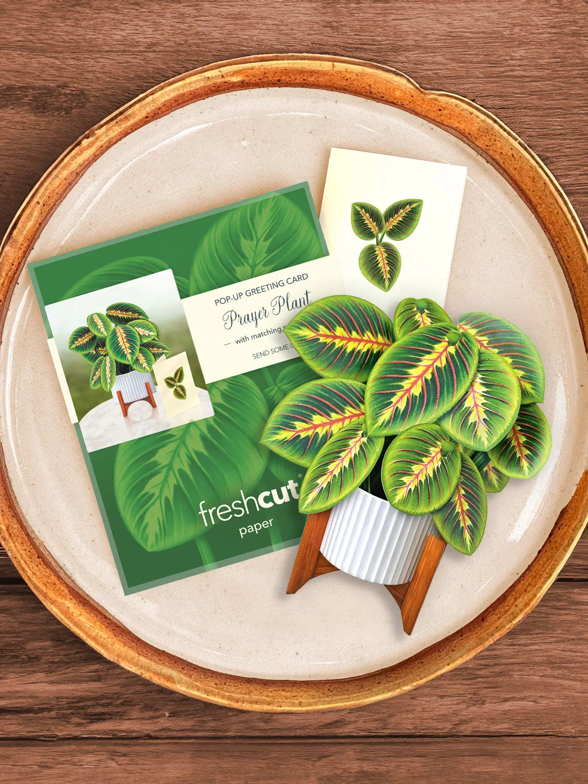 Mini Prayer Plant - Image 3