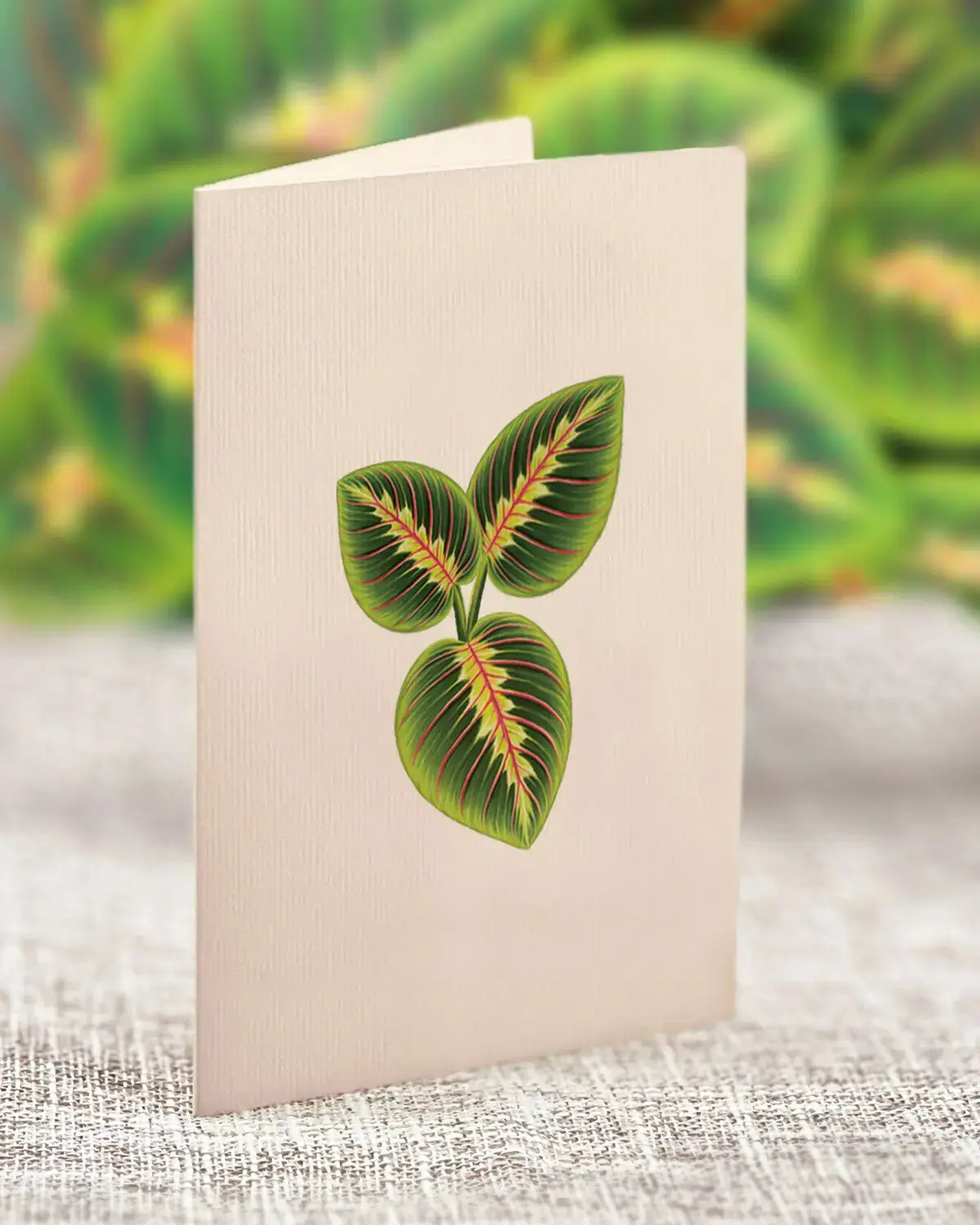 Mini Prayer Plant - Image 4