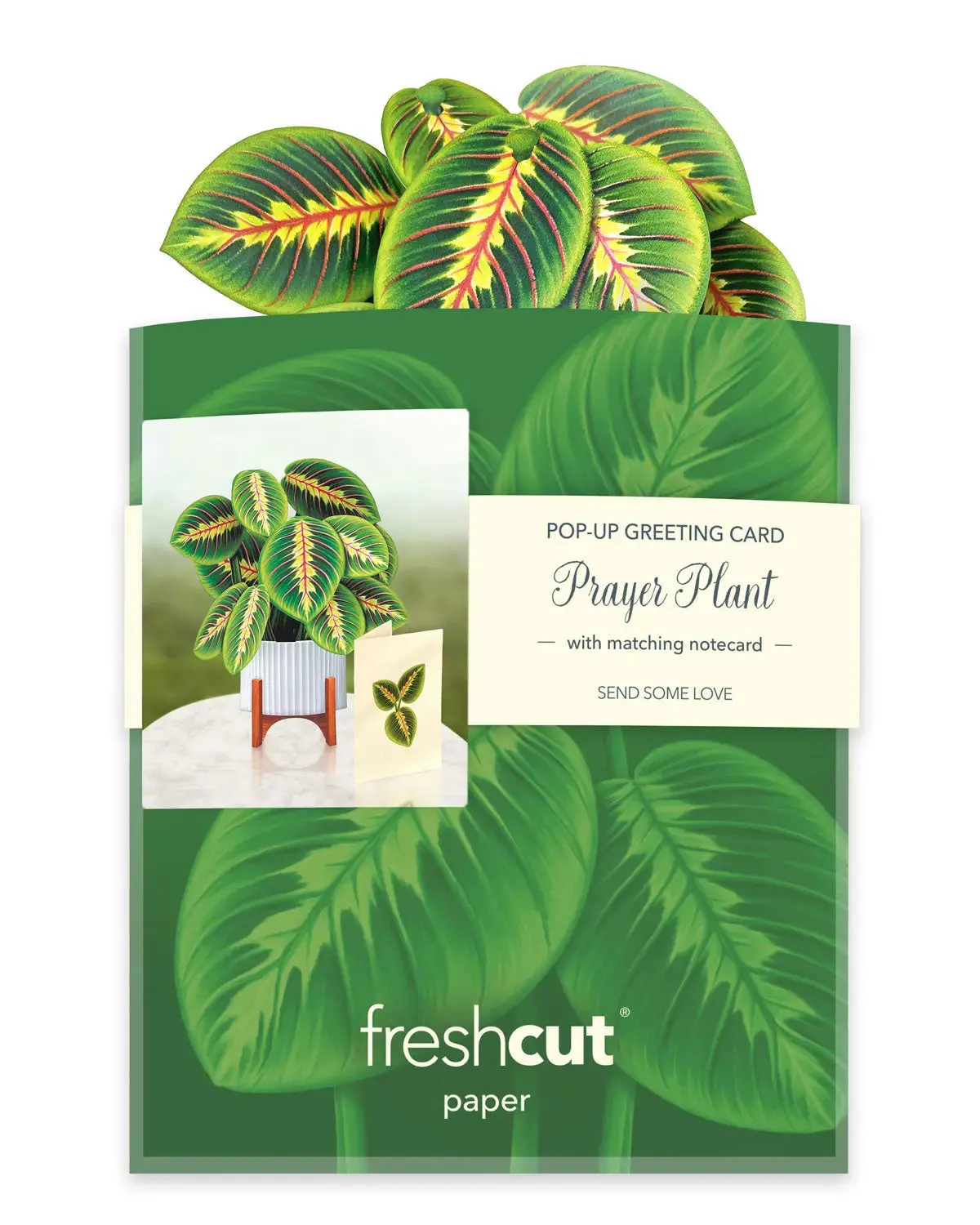 Mini Prayer Plant - Image 5