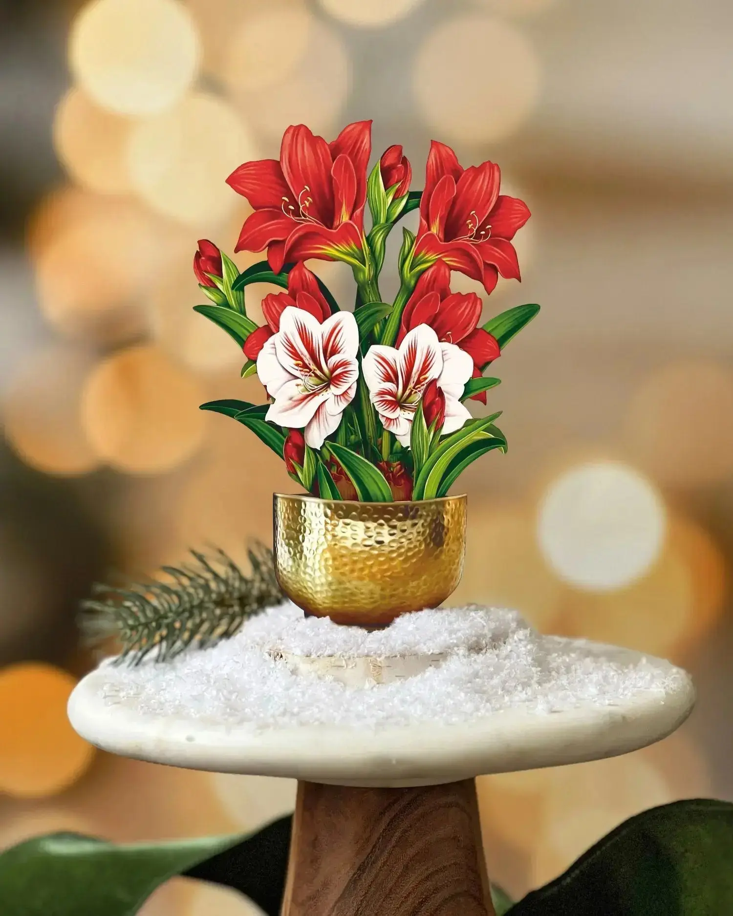 Mini Christmas Scarlet Amaryllis