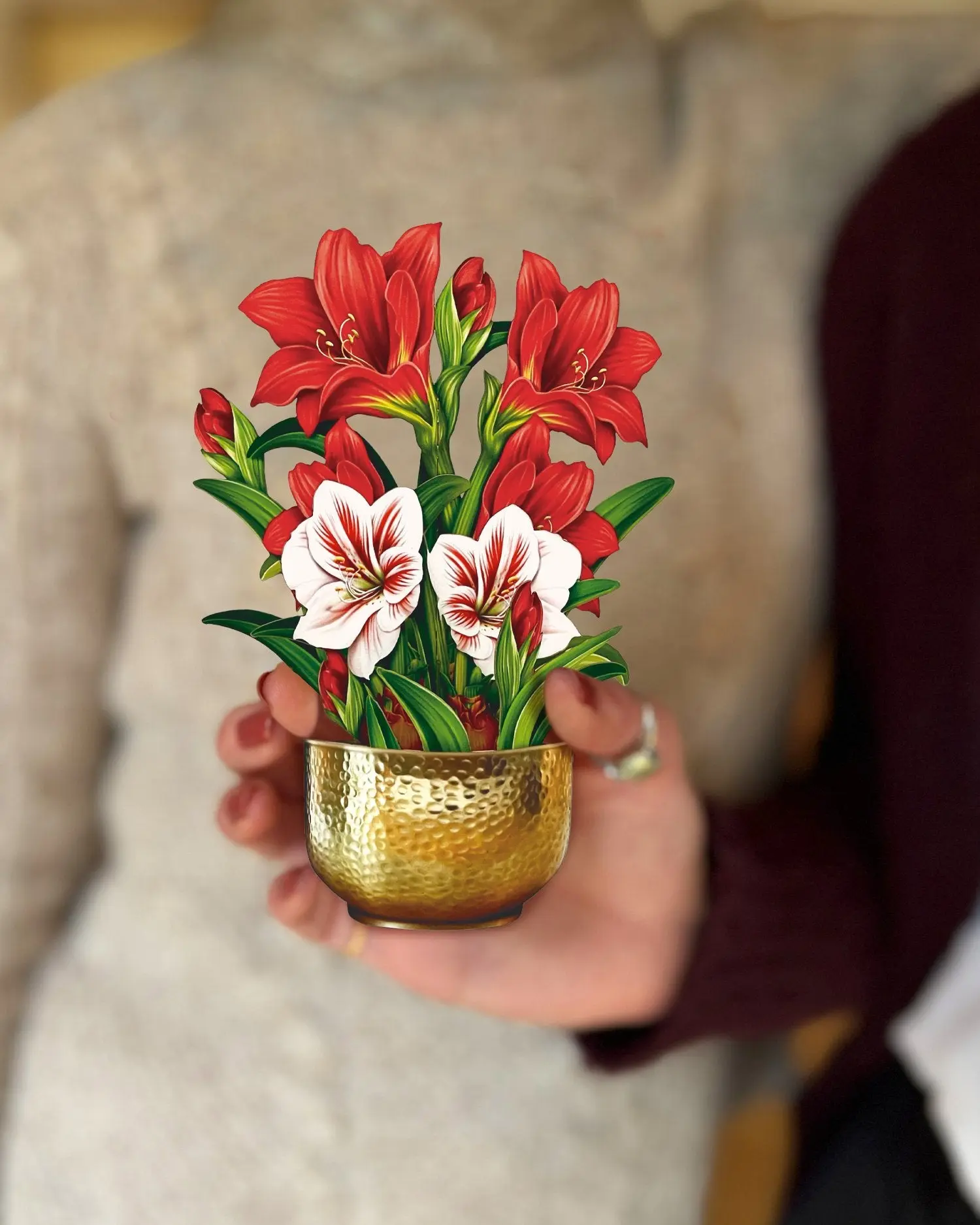Mini Christmas Scarlet Amaryllis - Image 2
