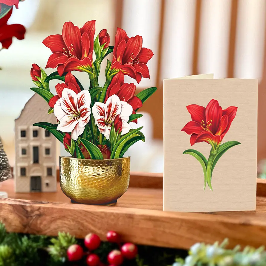 Mini Christmas Scarlet Amaryllis - Image 3