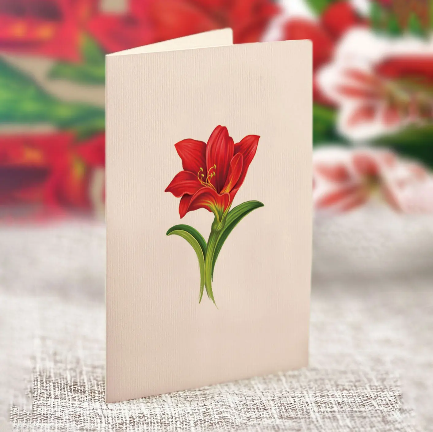 Mini Christmas Scarlet Amaryllis - Image 5