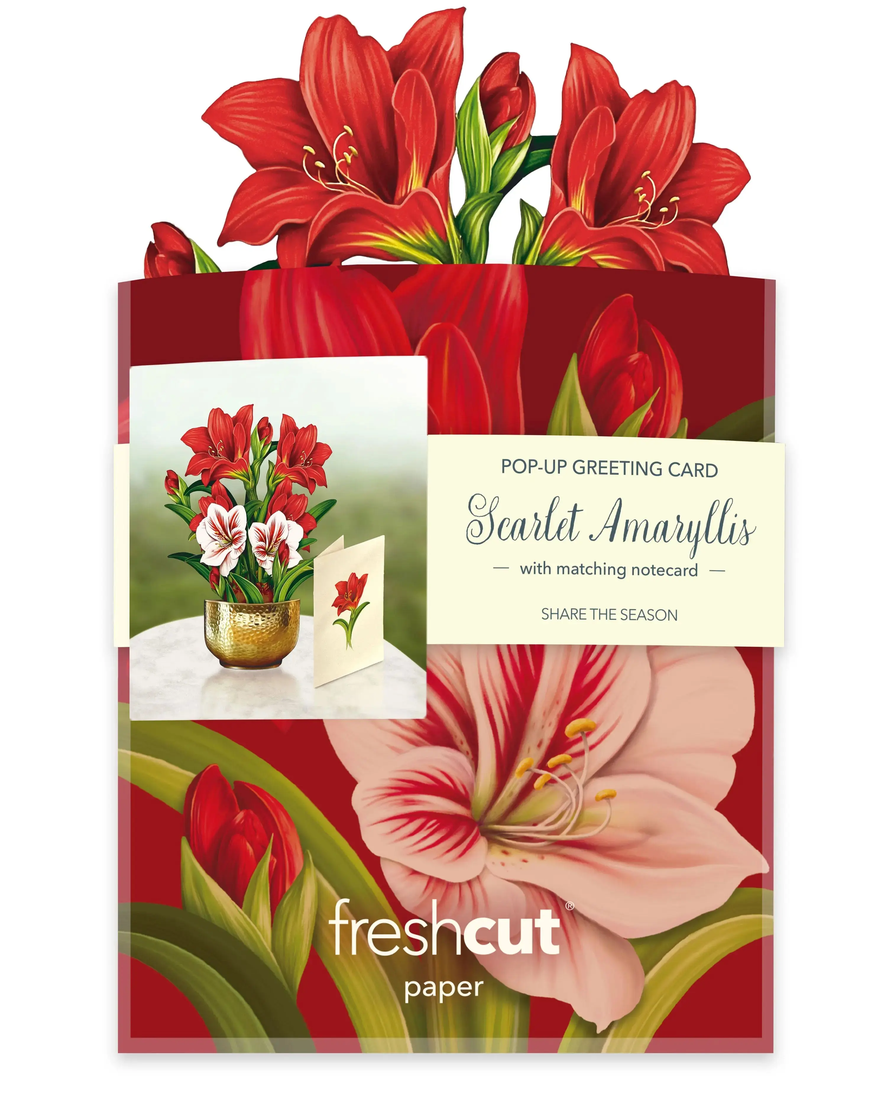Mini Christmas Scarlet Amaryllis - Image 6