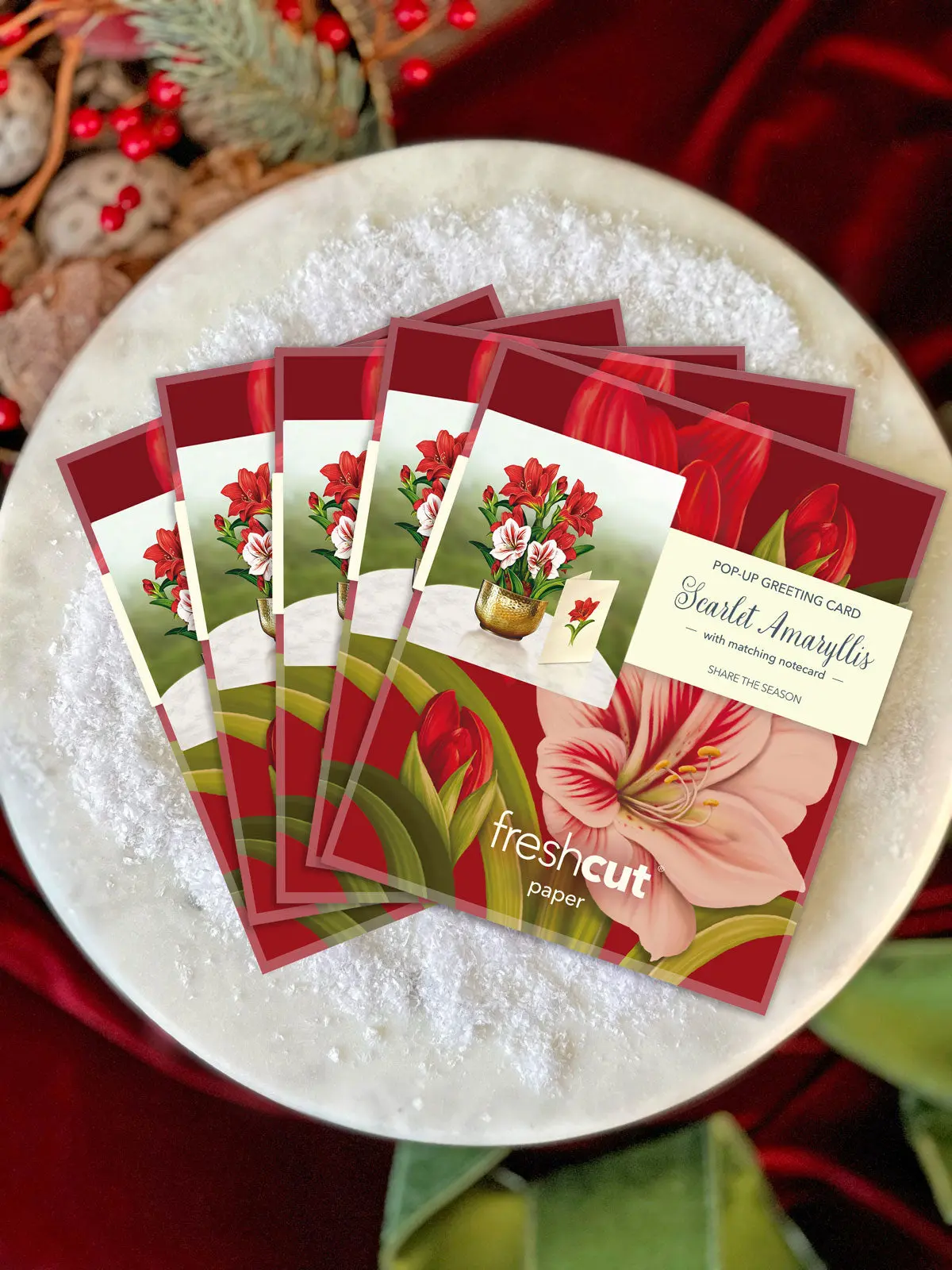 Mini Christmas Scarlet Amaryllis - Image 7