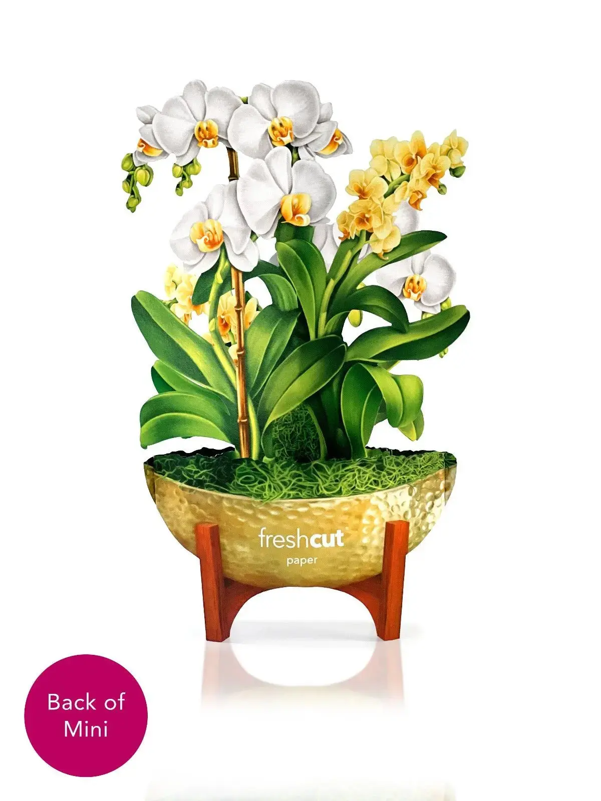 Mini Serenity Orchid - Image 3