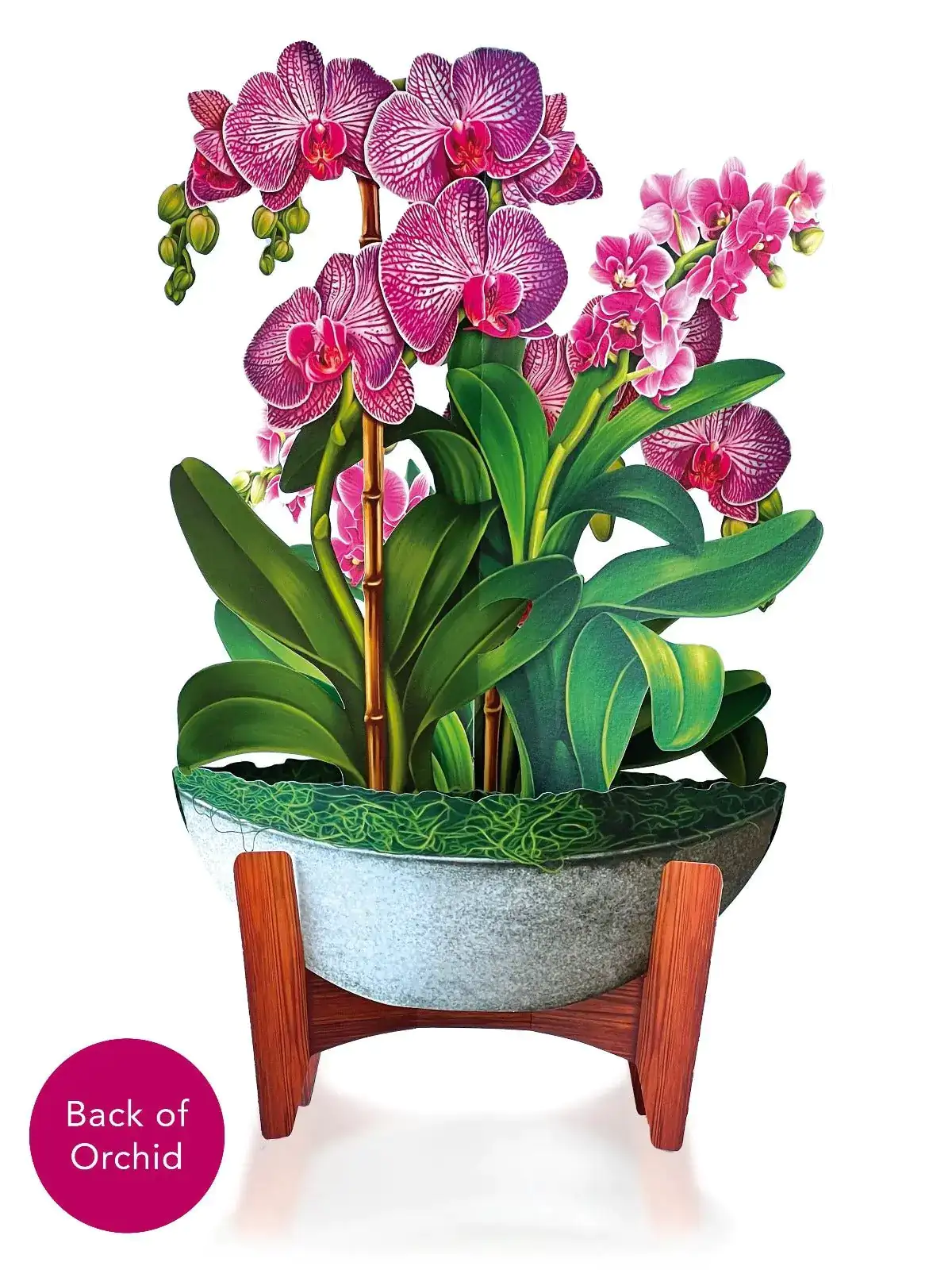 Orchid Oasis - Image 4
