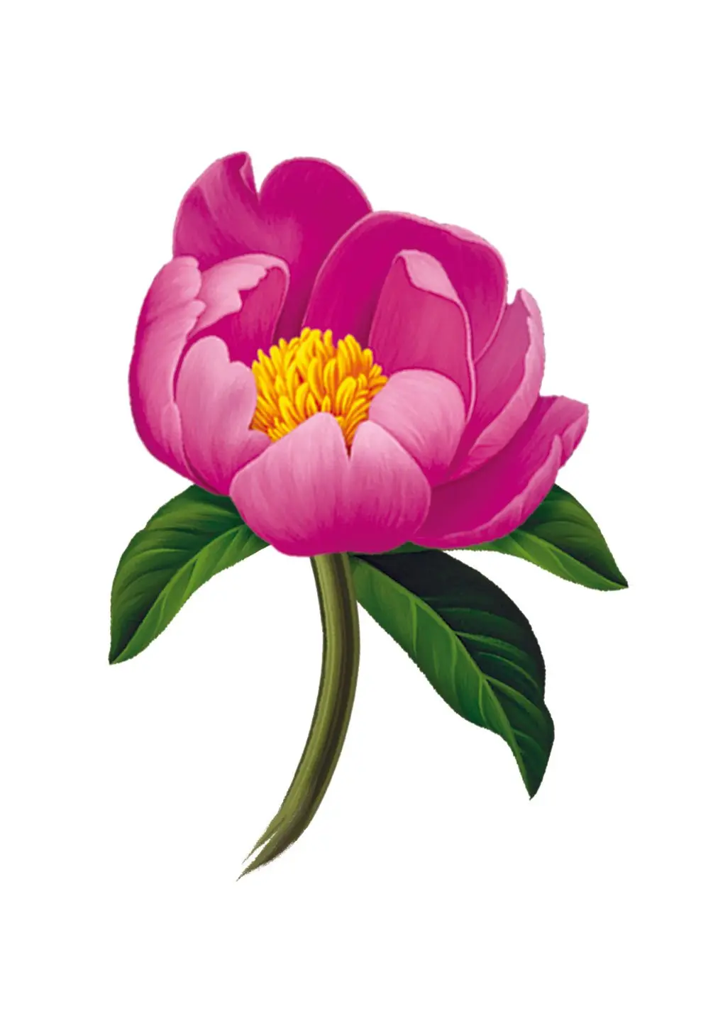 Peony Paradise Card