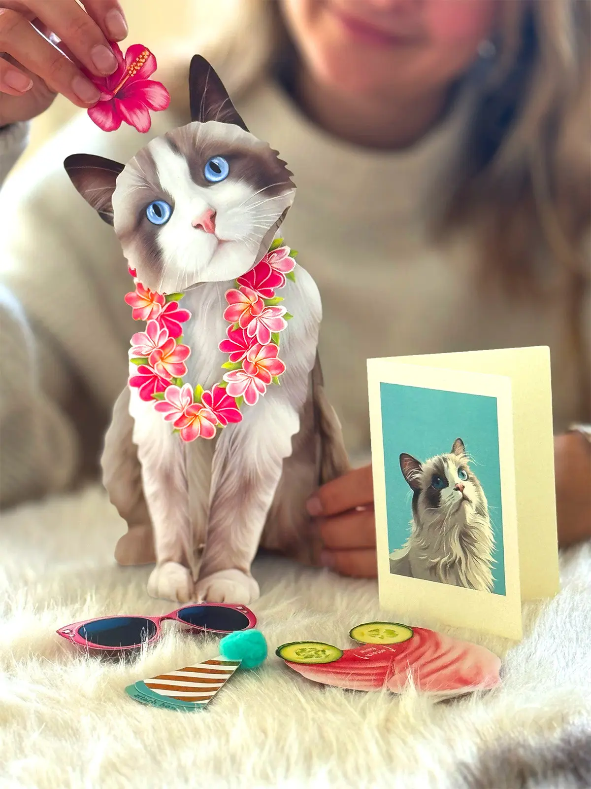 Ragdoll Cat - Image 3