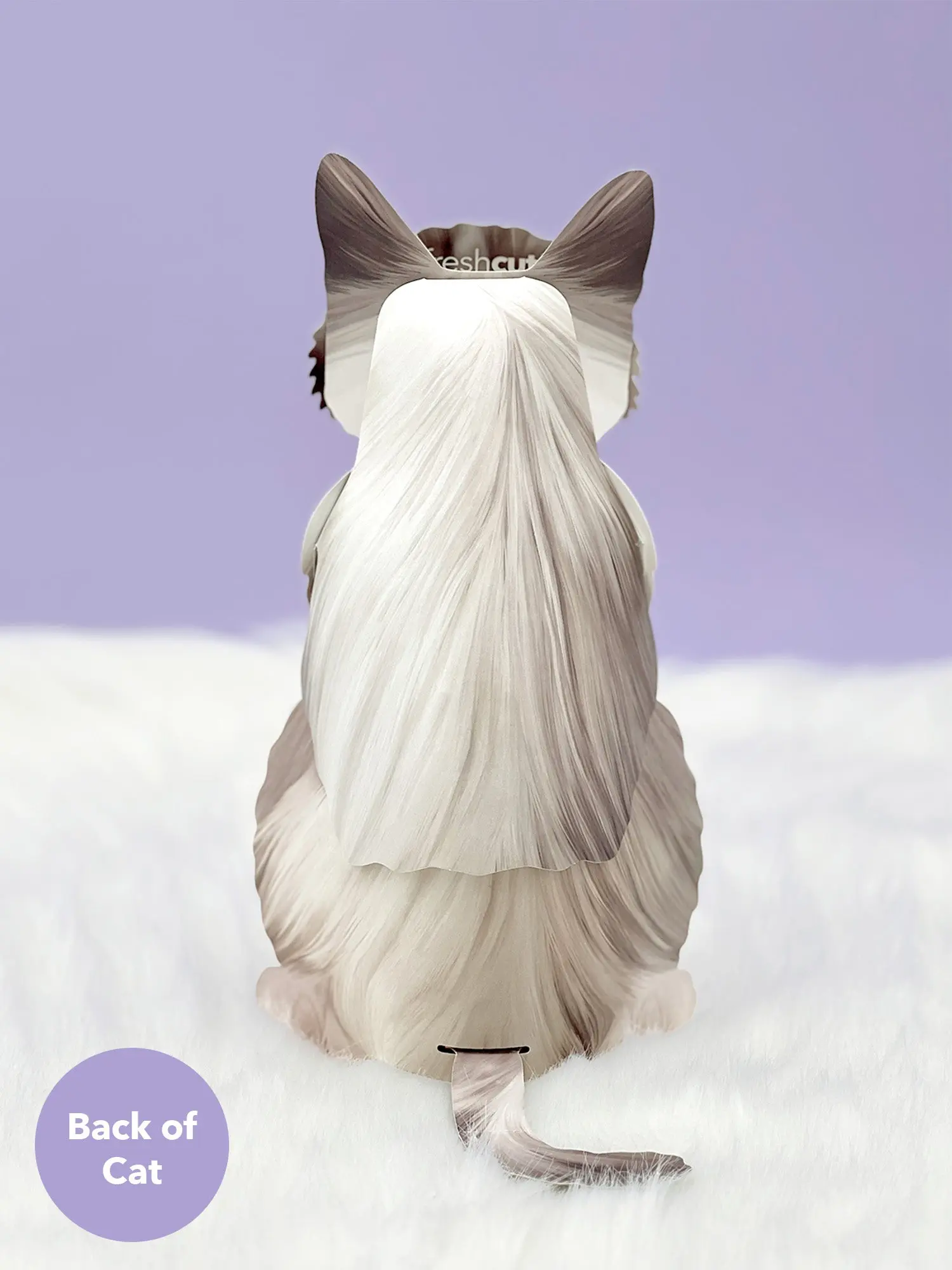 Ragdoll Cat - Image 4