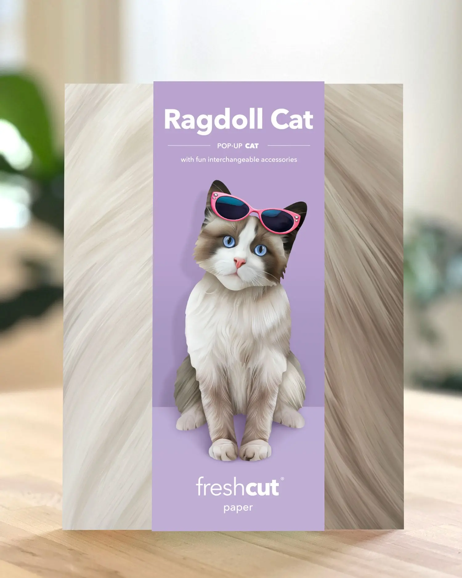 Ragdoll Cat - Image 5