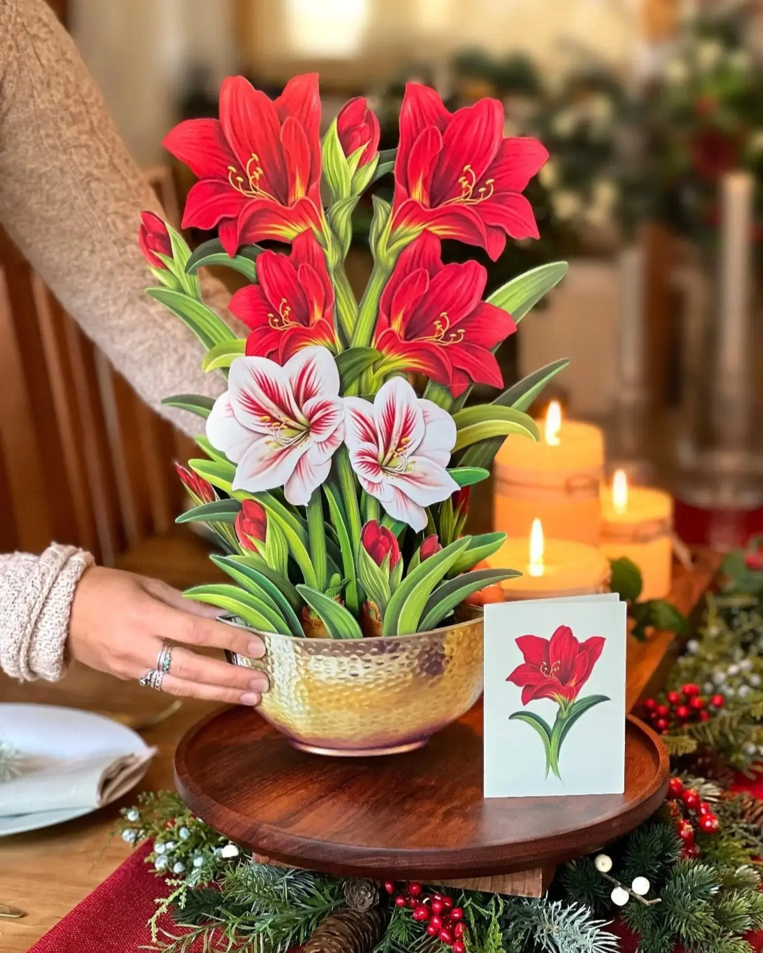 Christmas Scarlet Amaryllis - Image 3