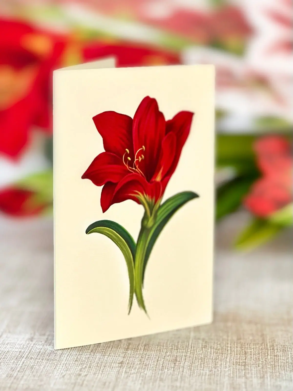 Christmas Scarlet Amaryllis - Image 4
