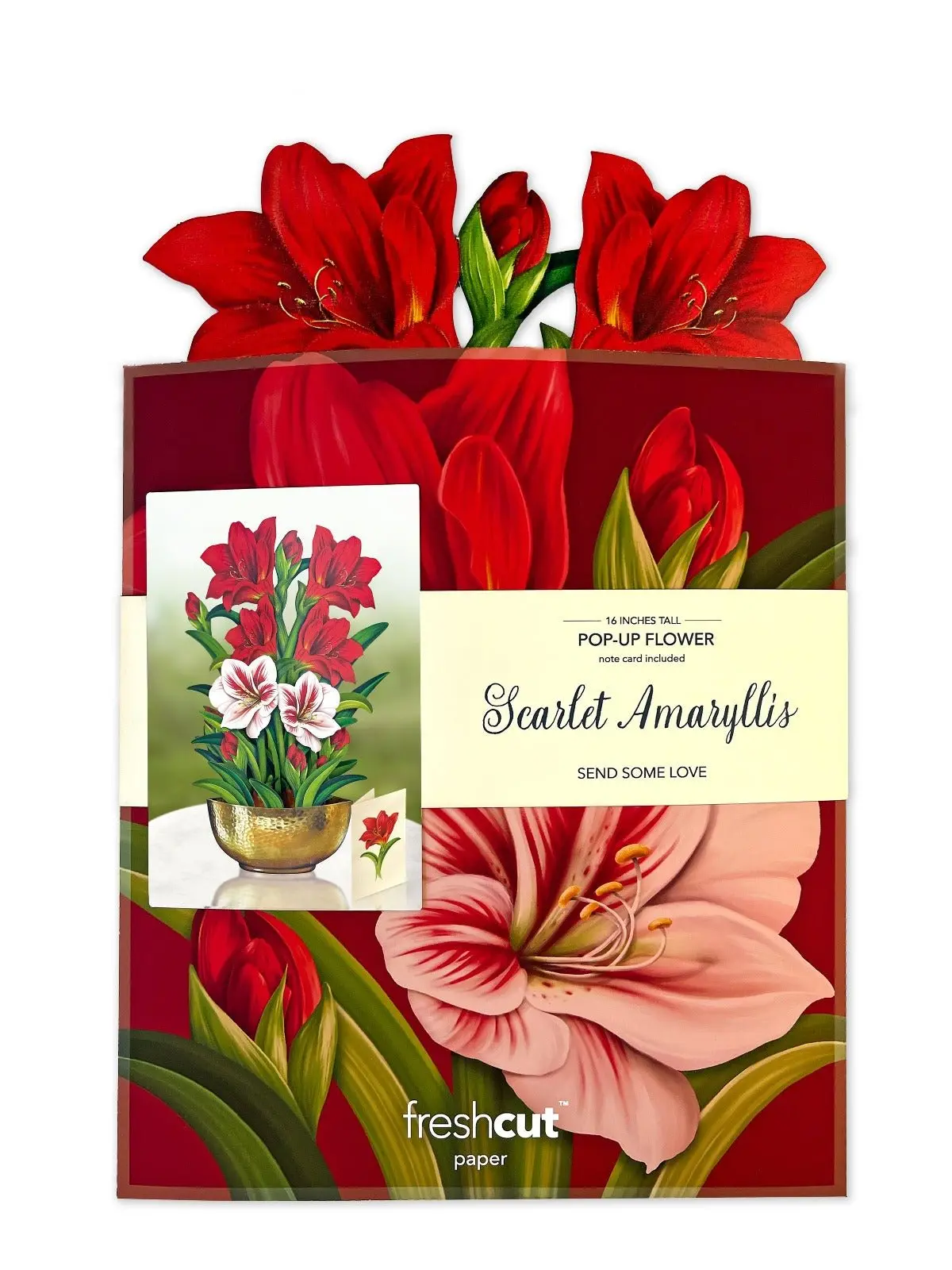 Christmas Scarlet Amaryllis - Image 5
