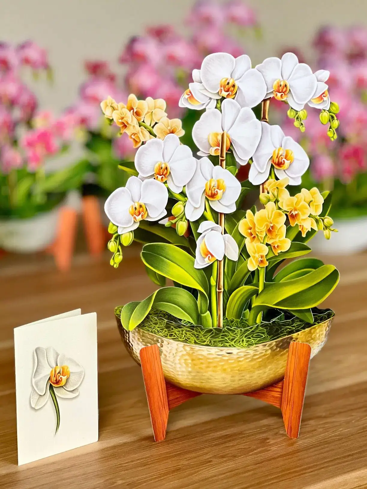 Serenity Orchid - Image 3