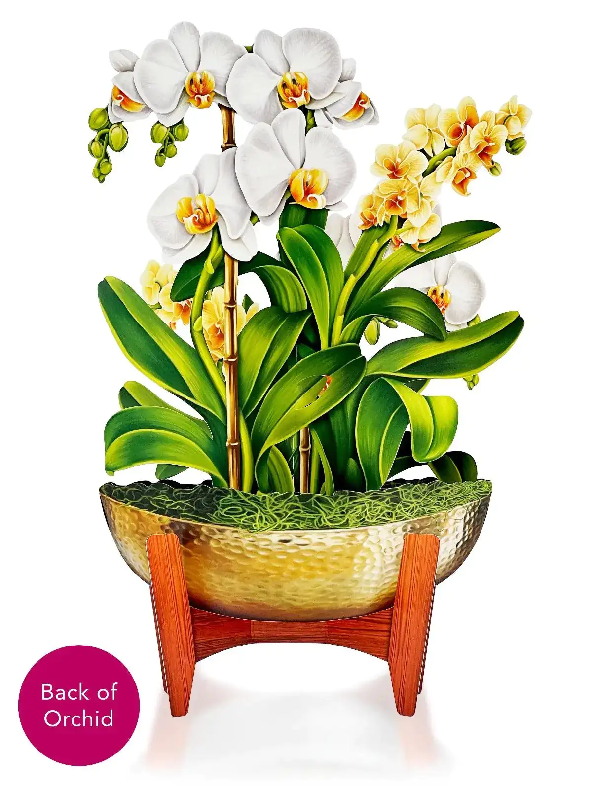 Serenity Orchid - Image 4