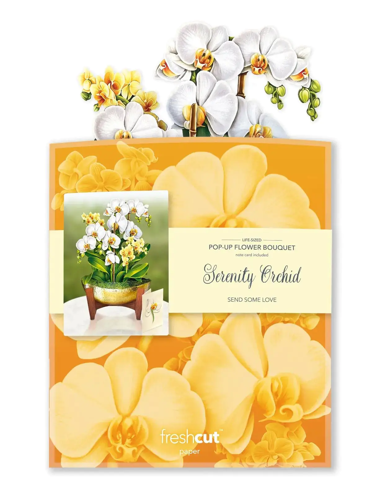 Serenity Orchid - Image 6